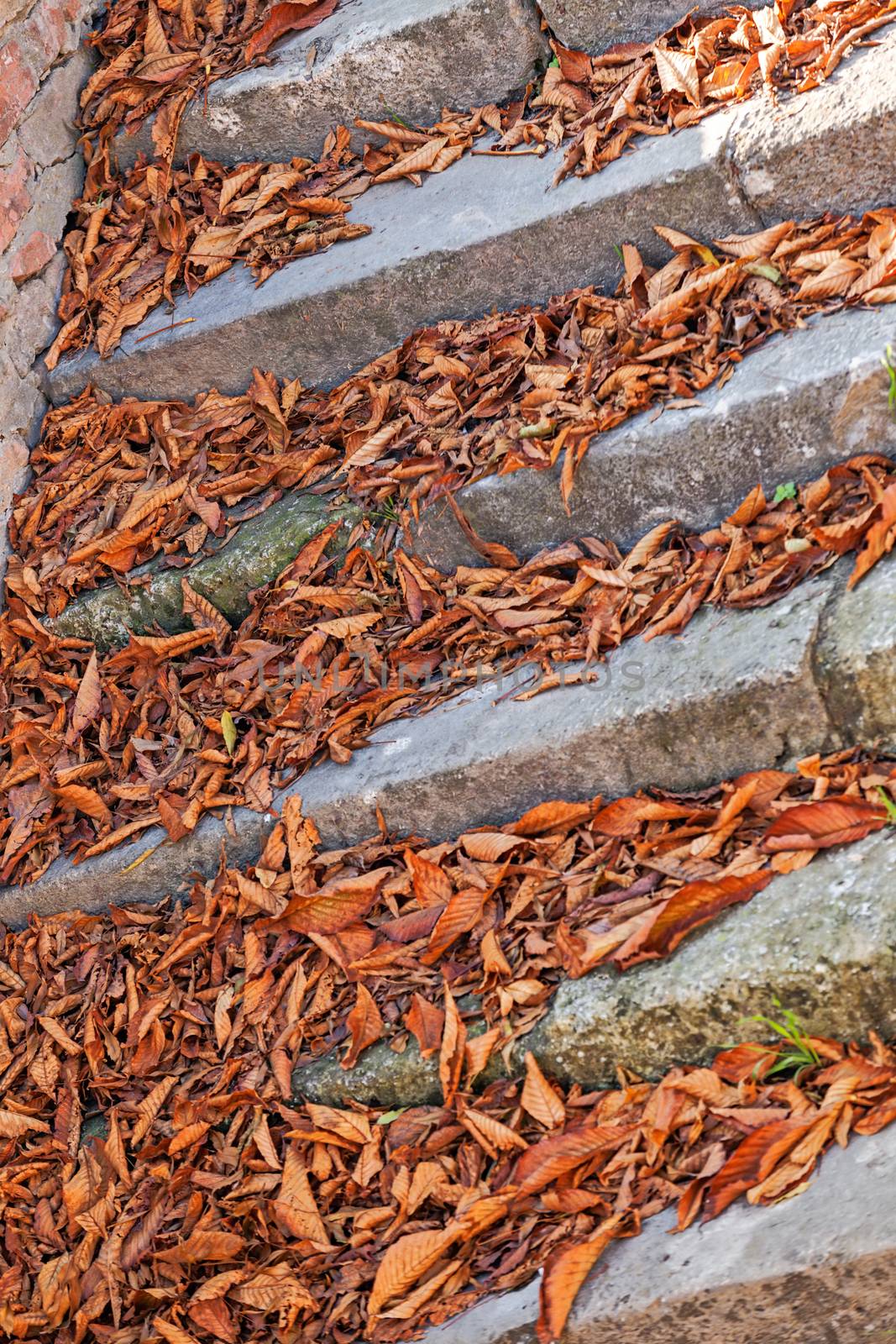 Old Stone Stairway in the Fall with fallen leaves at Belgrade fortress, Belgrade Serbia