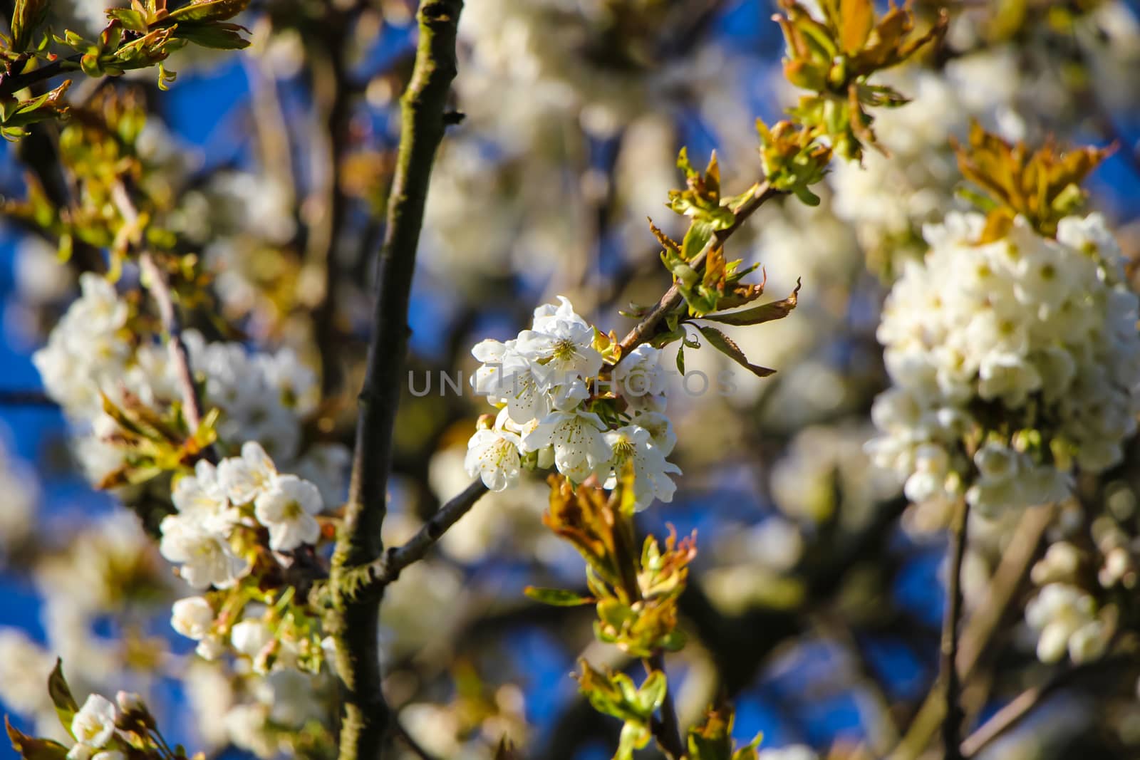 White flowers on cherry tree with green leaves in spring with blue background.