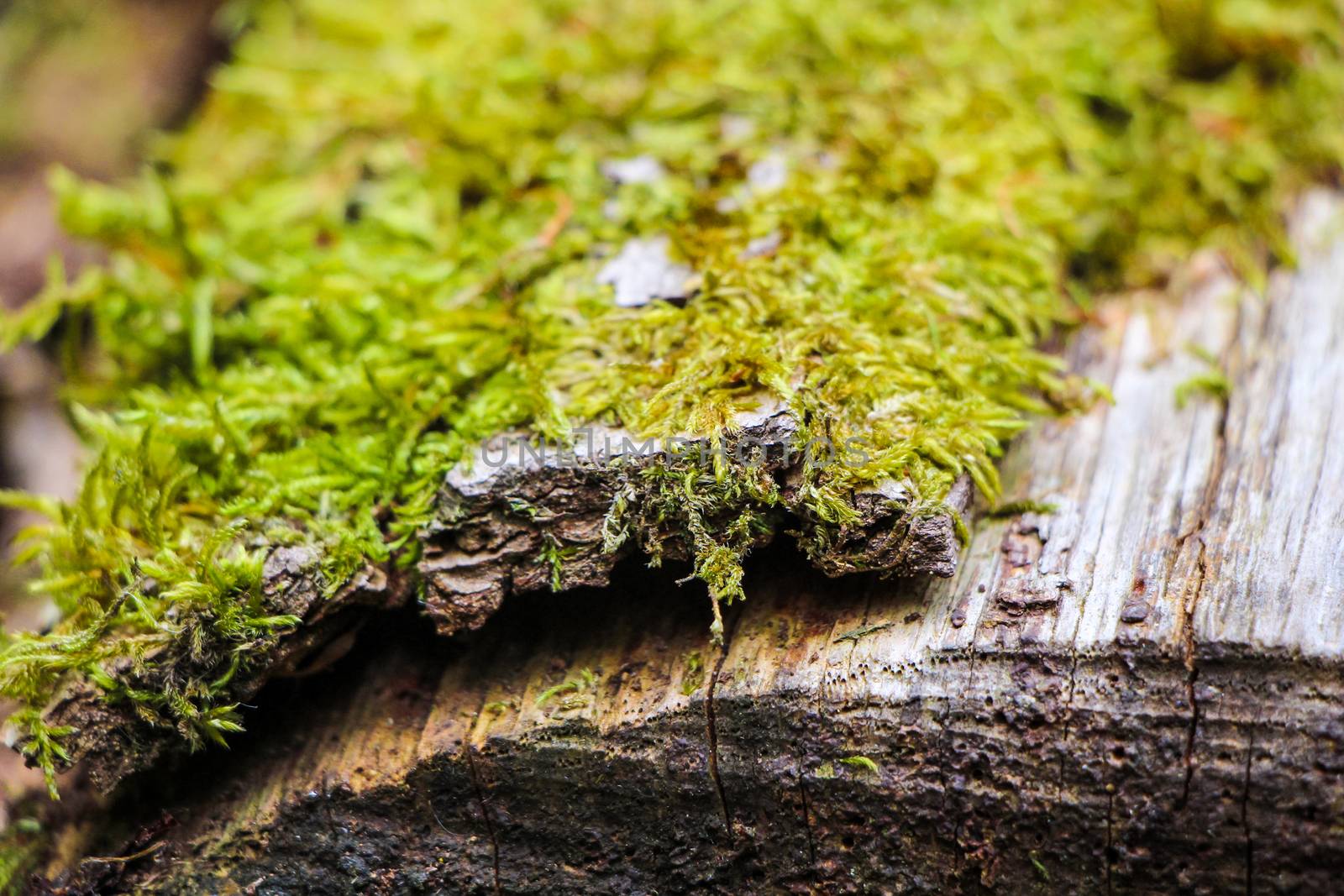 Green and yellow moss on tree trunk in forest in spring.