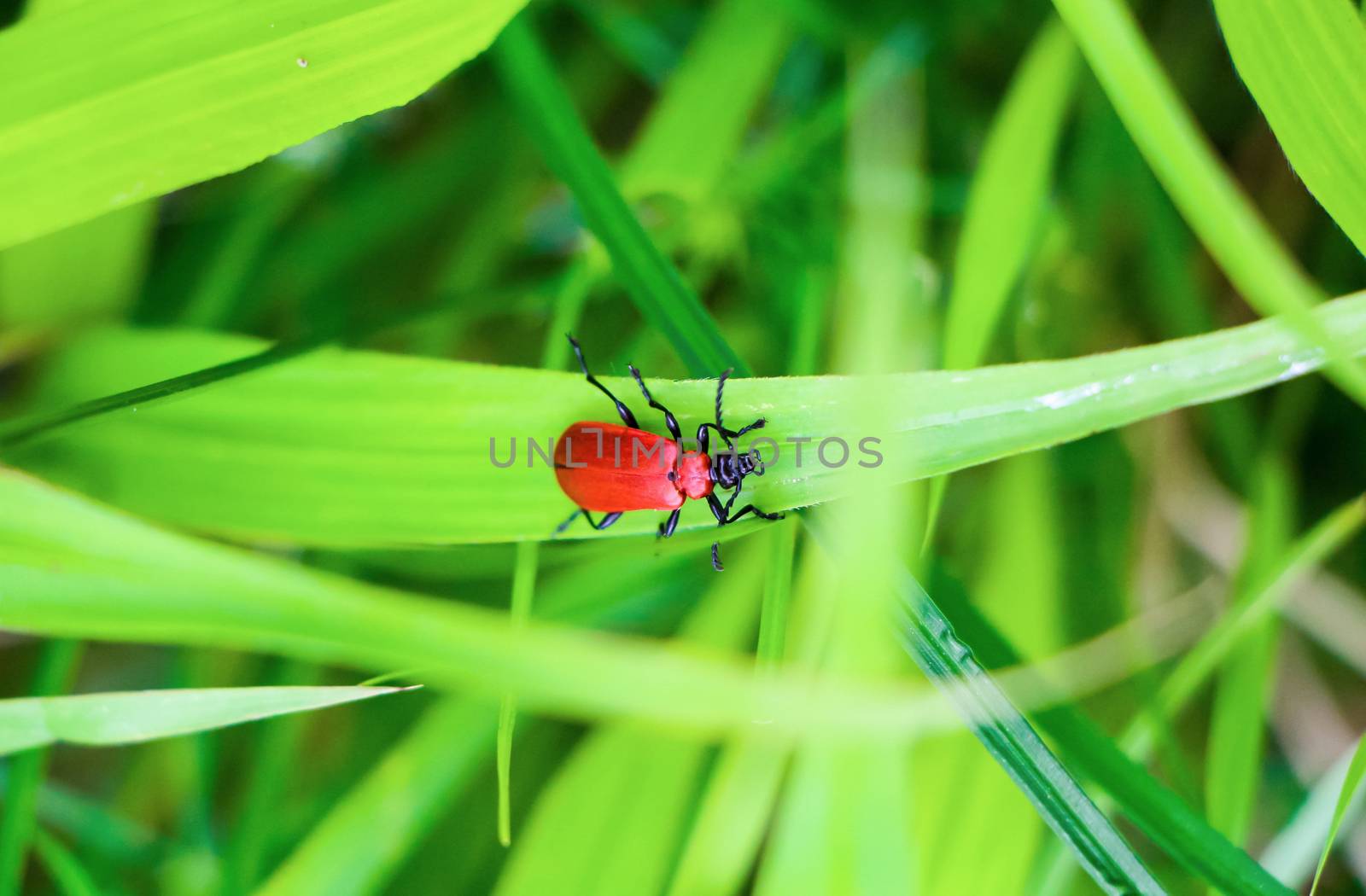 A shiny red beetle on a light green leaf in nature in spring.