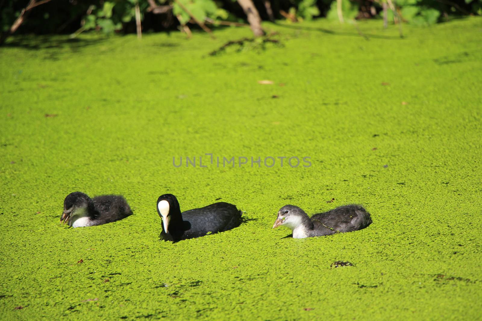 Coot an Coot Chicks in a Lake by Mads_Hjorth_Jakobsen