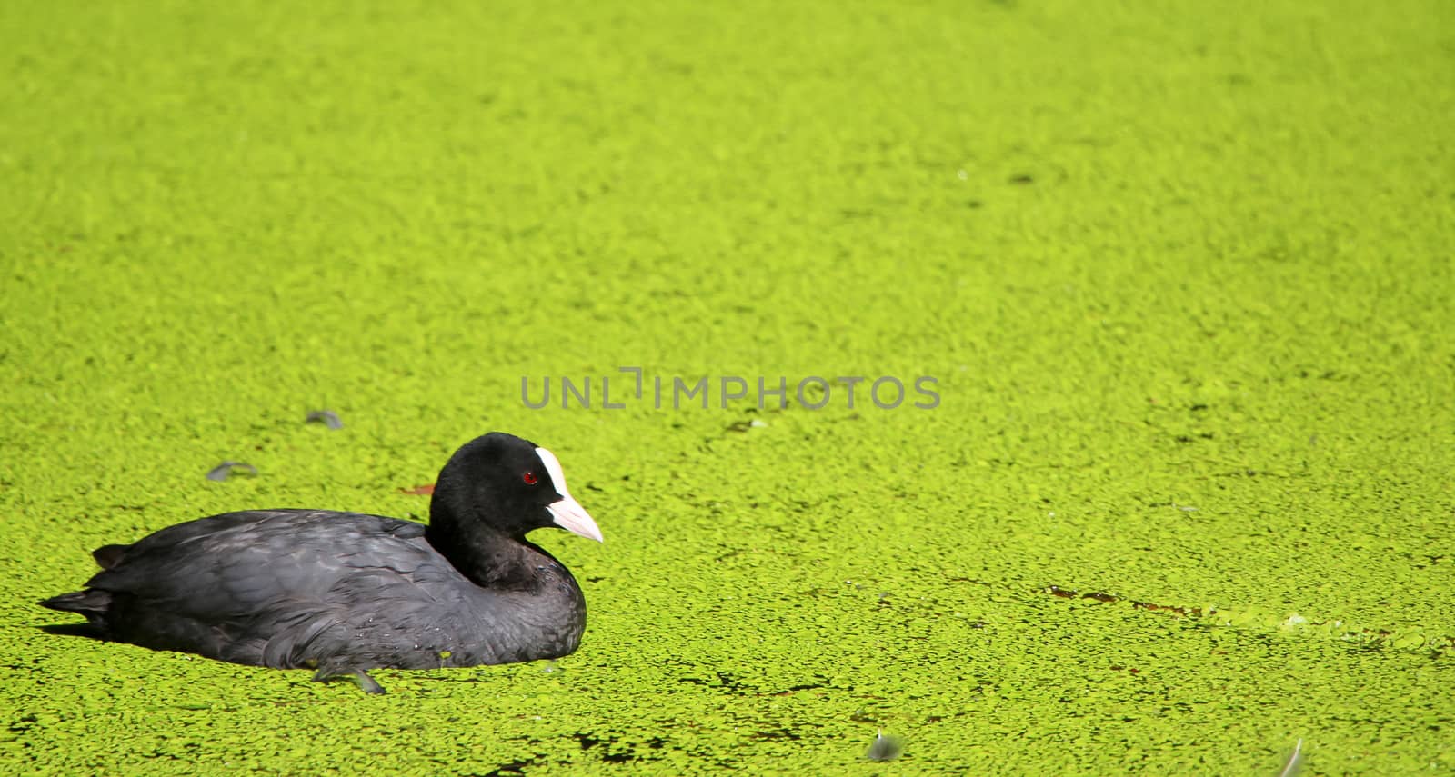 Black coot with a white beak in a green lake with duckweed on the surface.