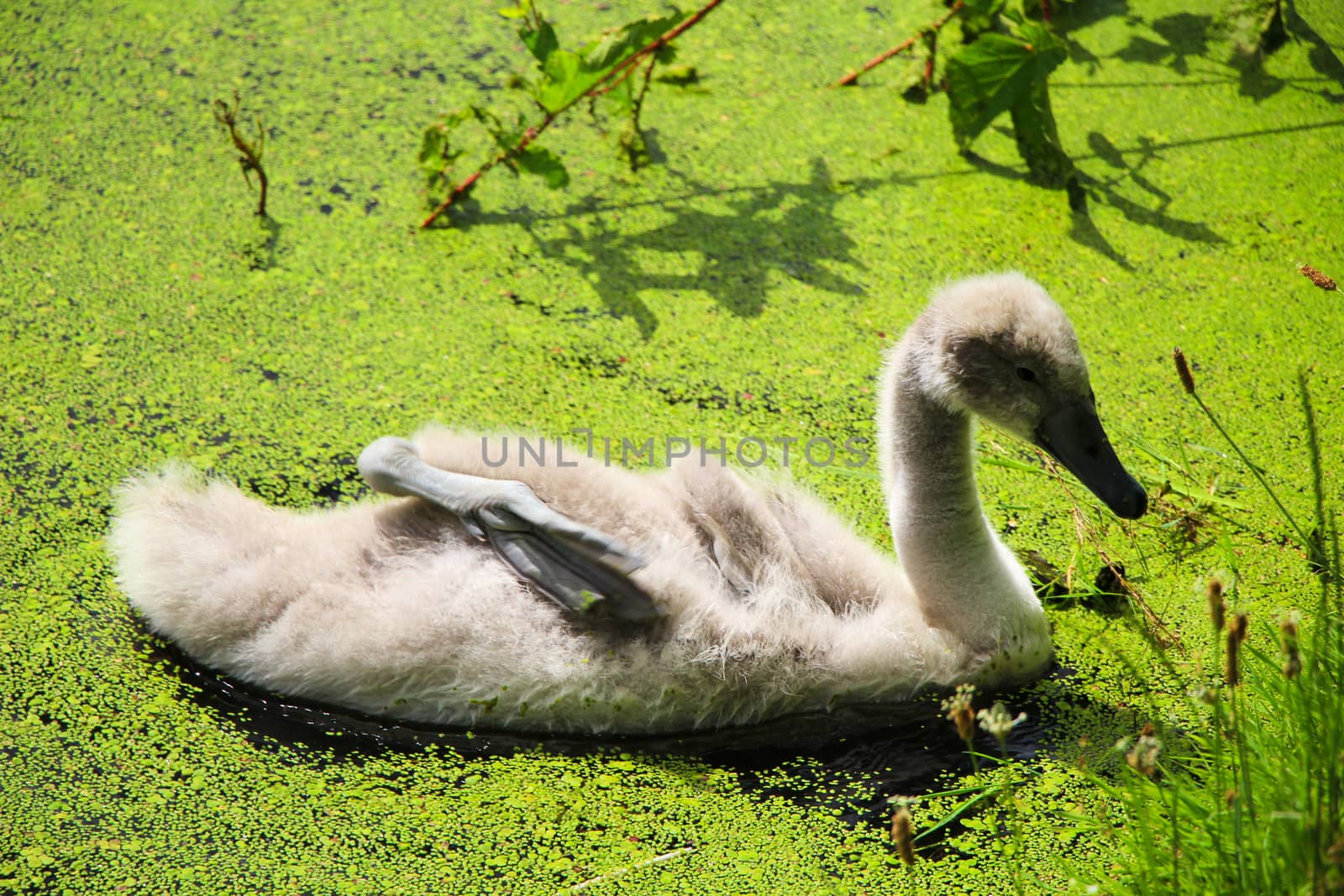 Grey cygnet swims in a lake with duckweed.