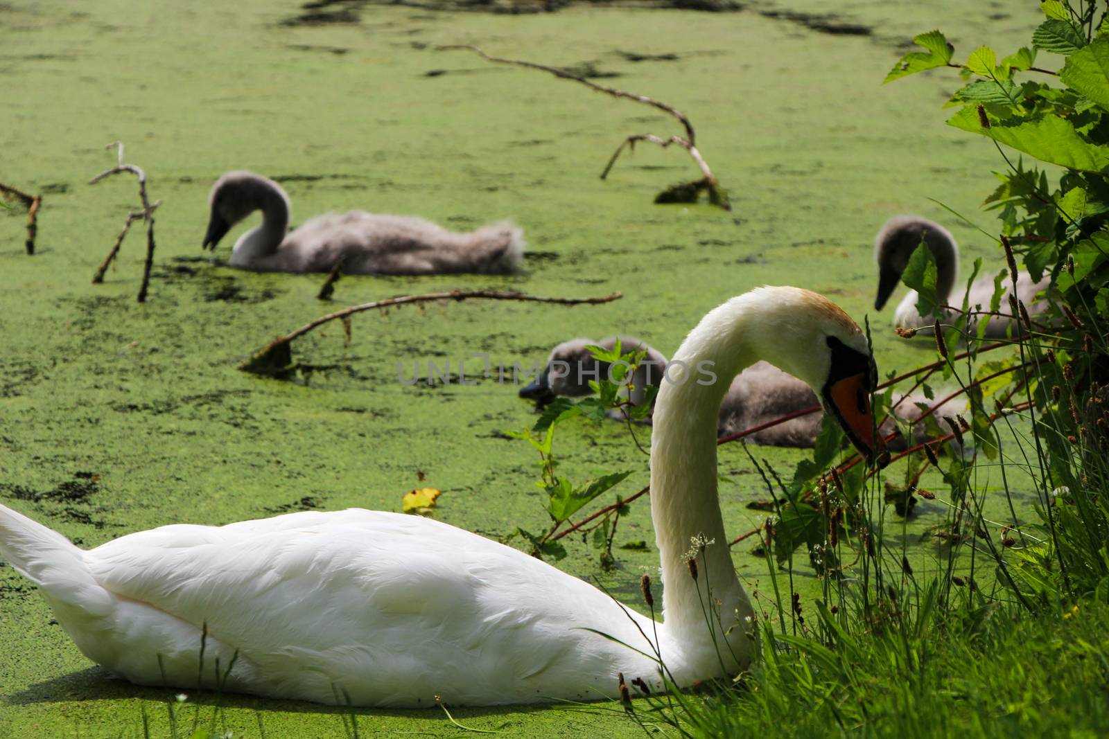 White swan in front of grey swan chicks in lake.
