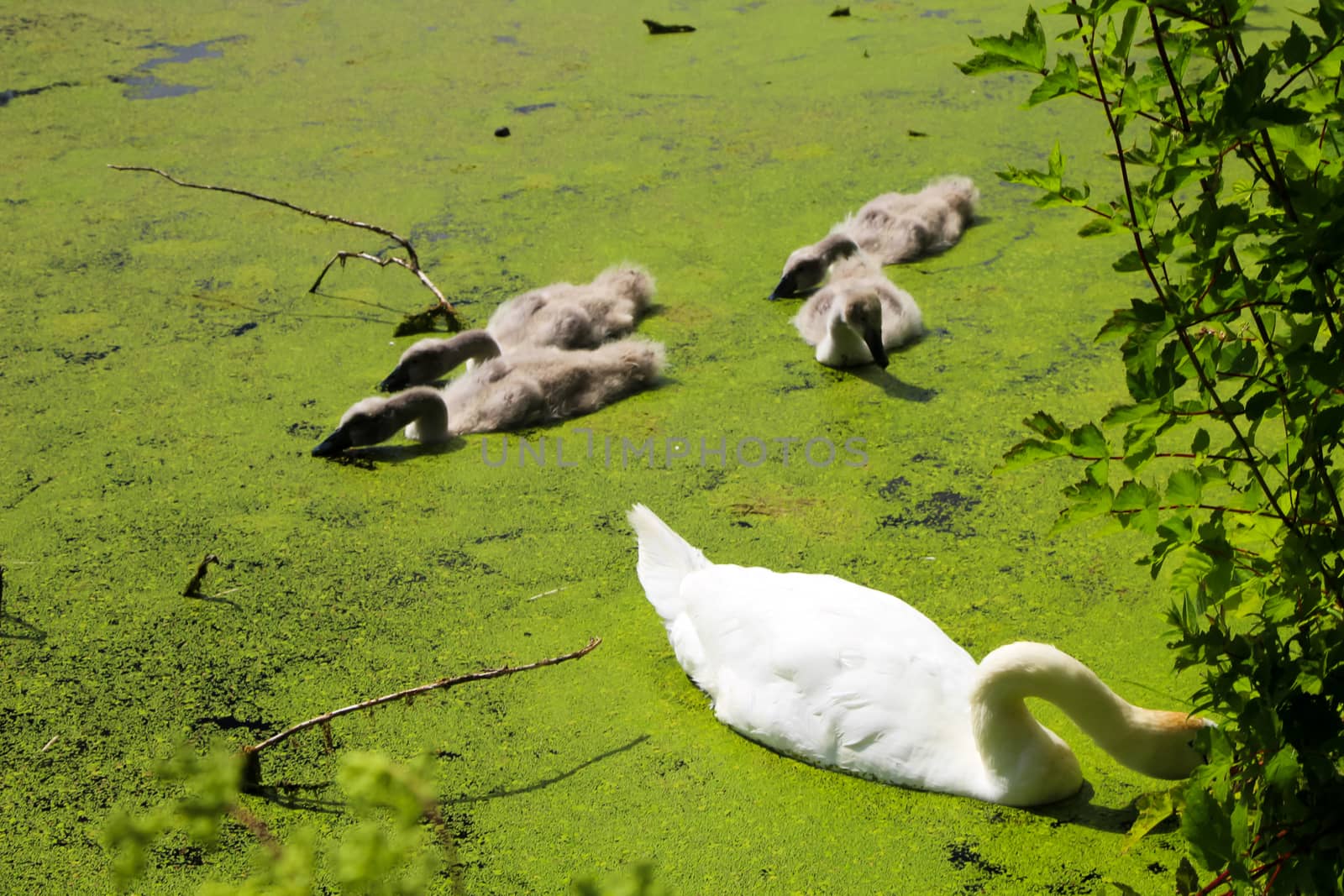 White swan with small grey swan chicks swimming in a lake with duckweed.