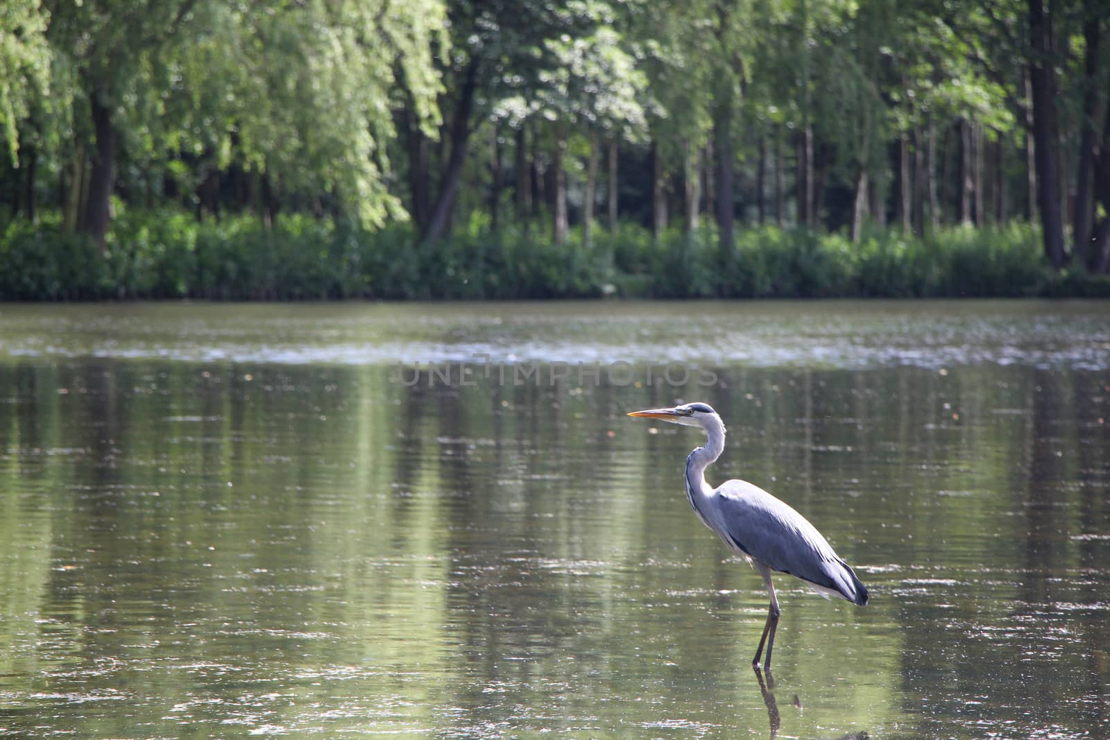 Grey heron standing in lake surrounded by trees and bushes.
