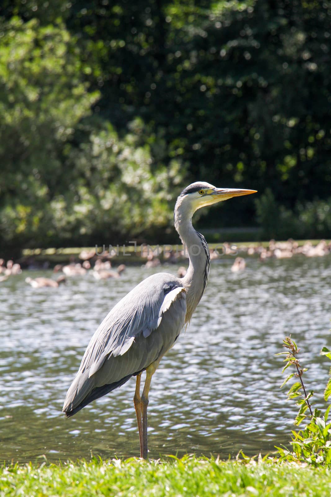 Grey heron standing in front of lake with geese surrounded by plants.
