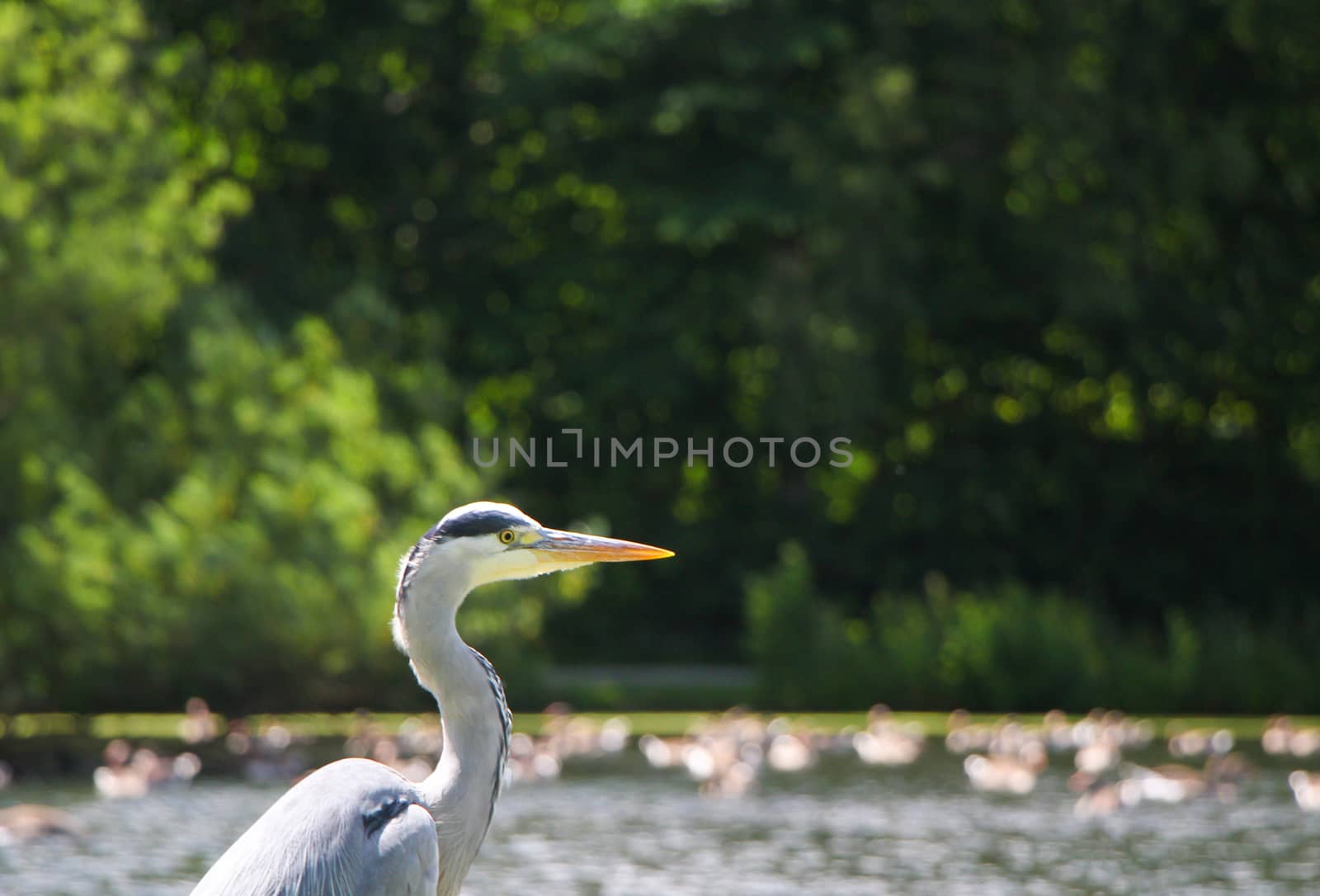 Grey heron standing in front of a lake with geese.
