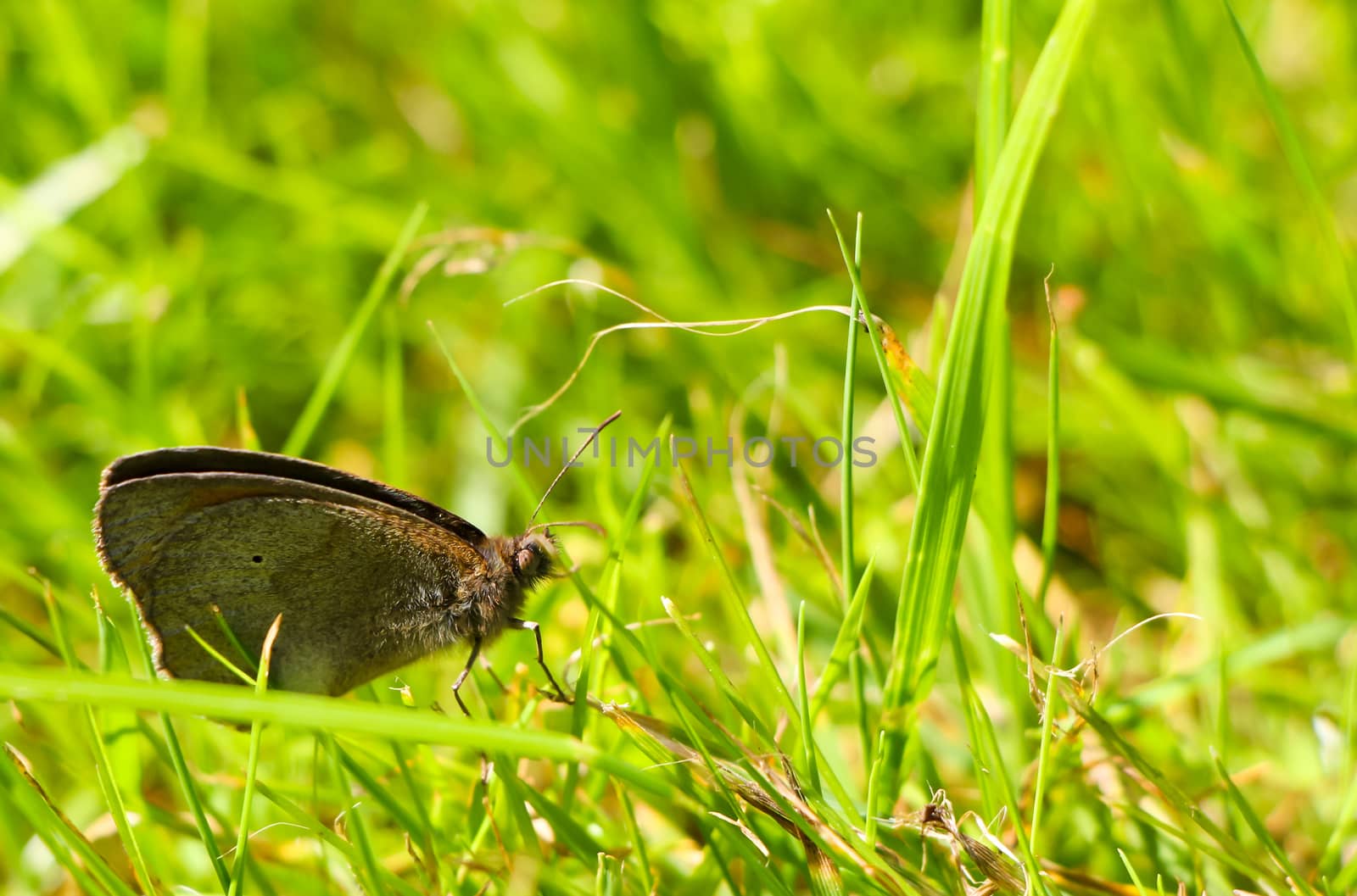 Beautiful grey moth sitting in green grass.