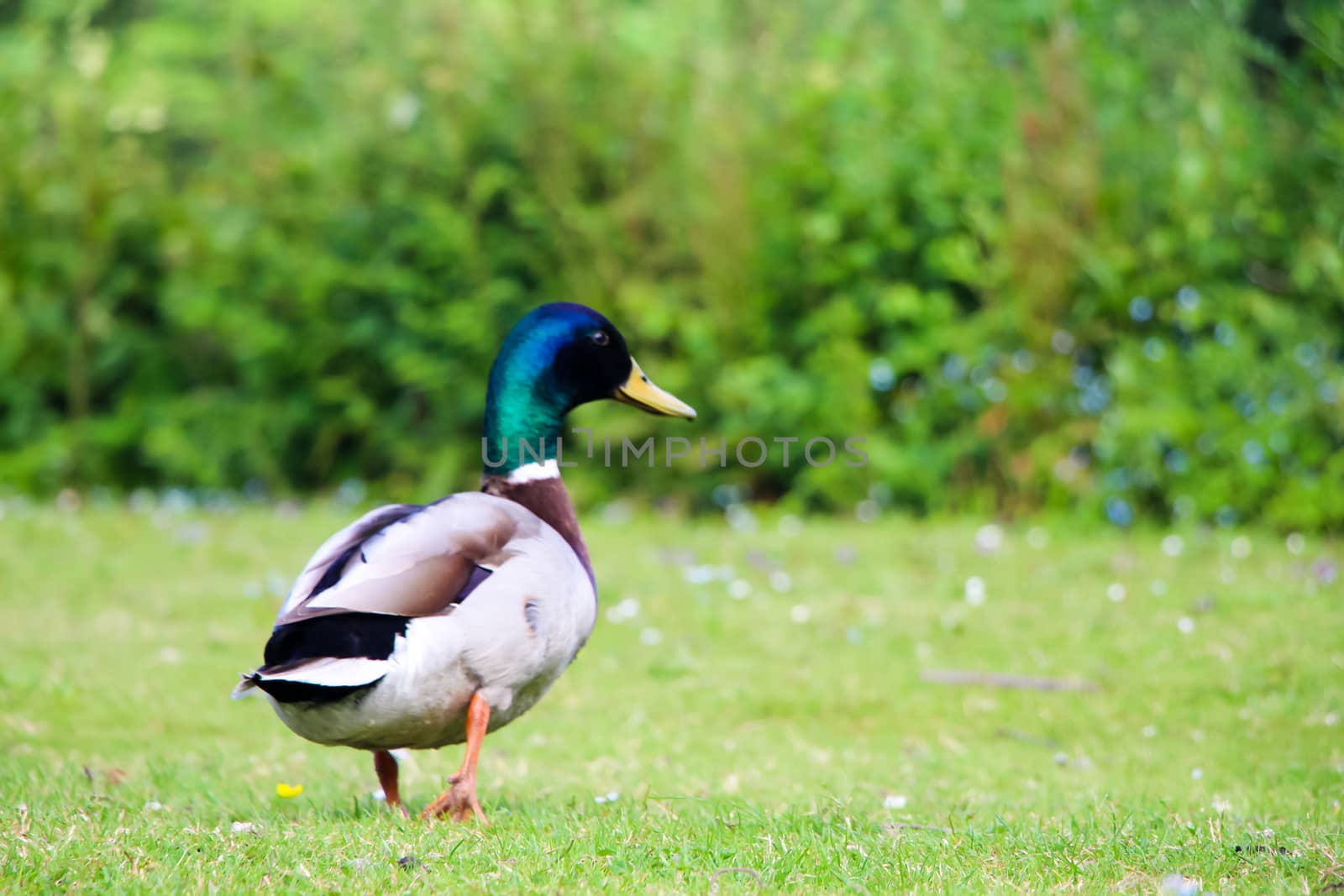 Male duck standing in green park in sunny spring.