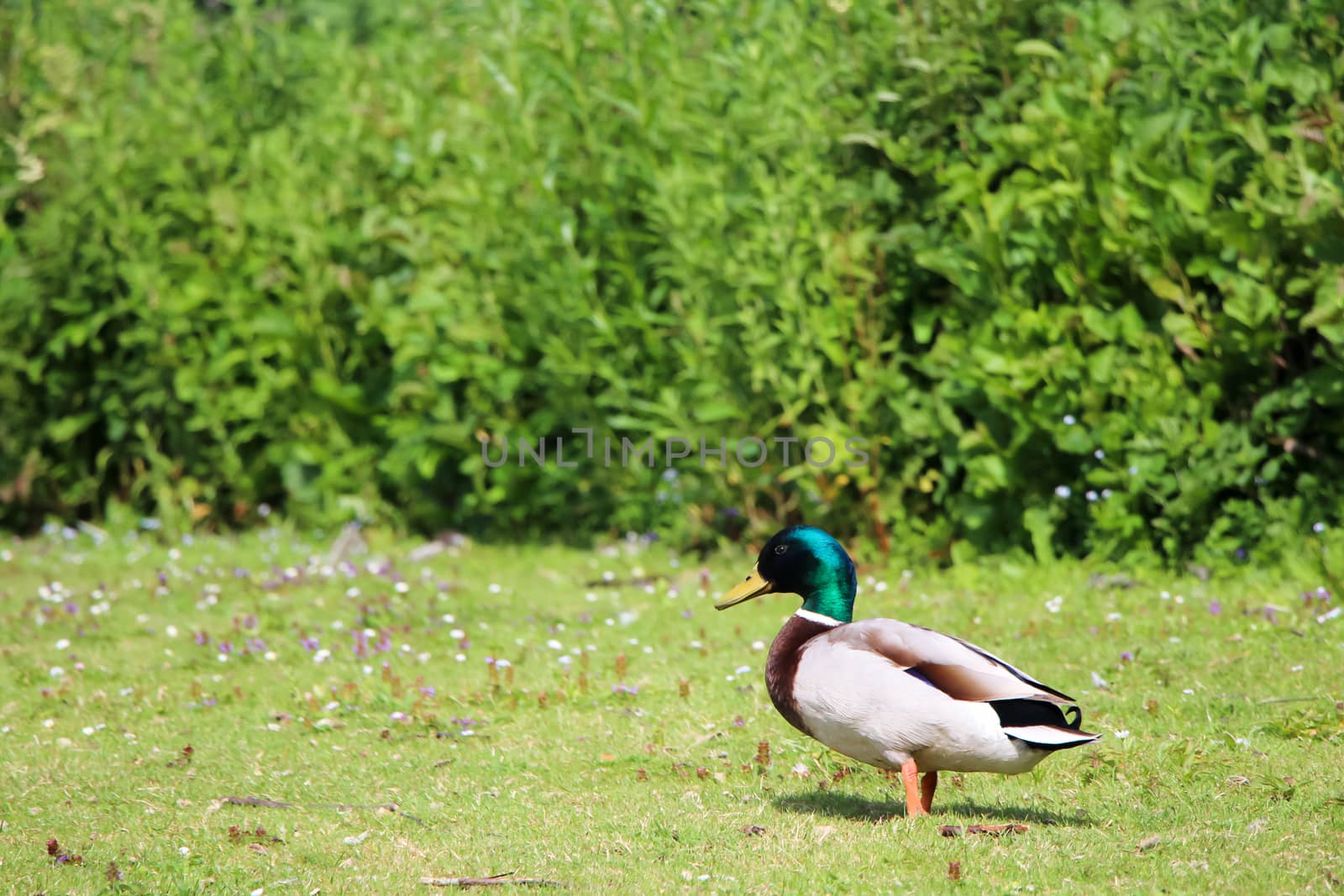 A male duck standing on grass surrounded by bushes in park.