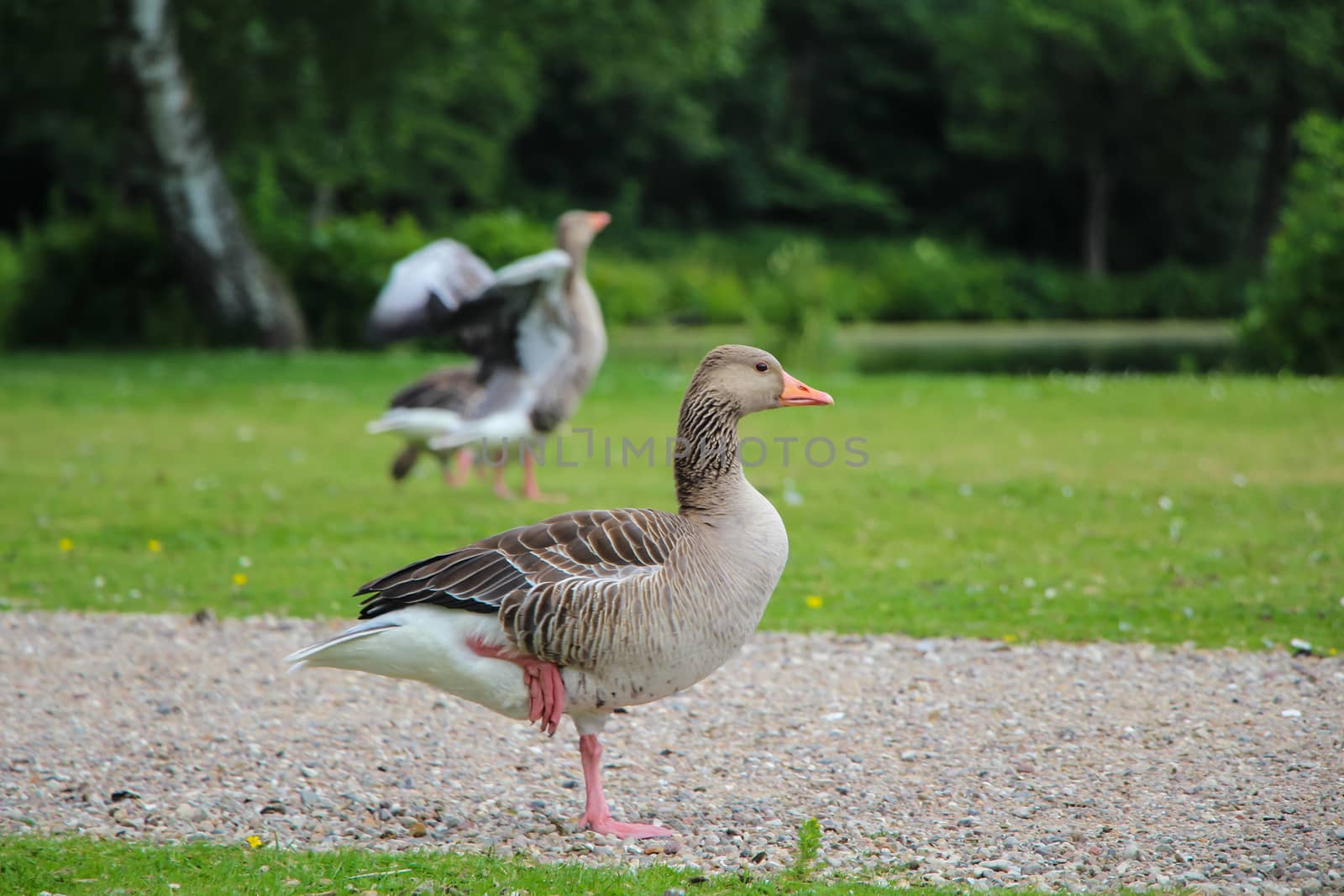 Geese by Mads_Hjorth_Jakobsen