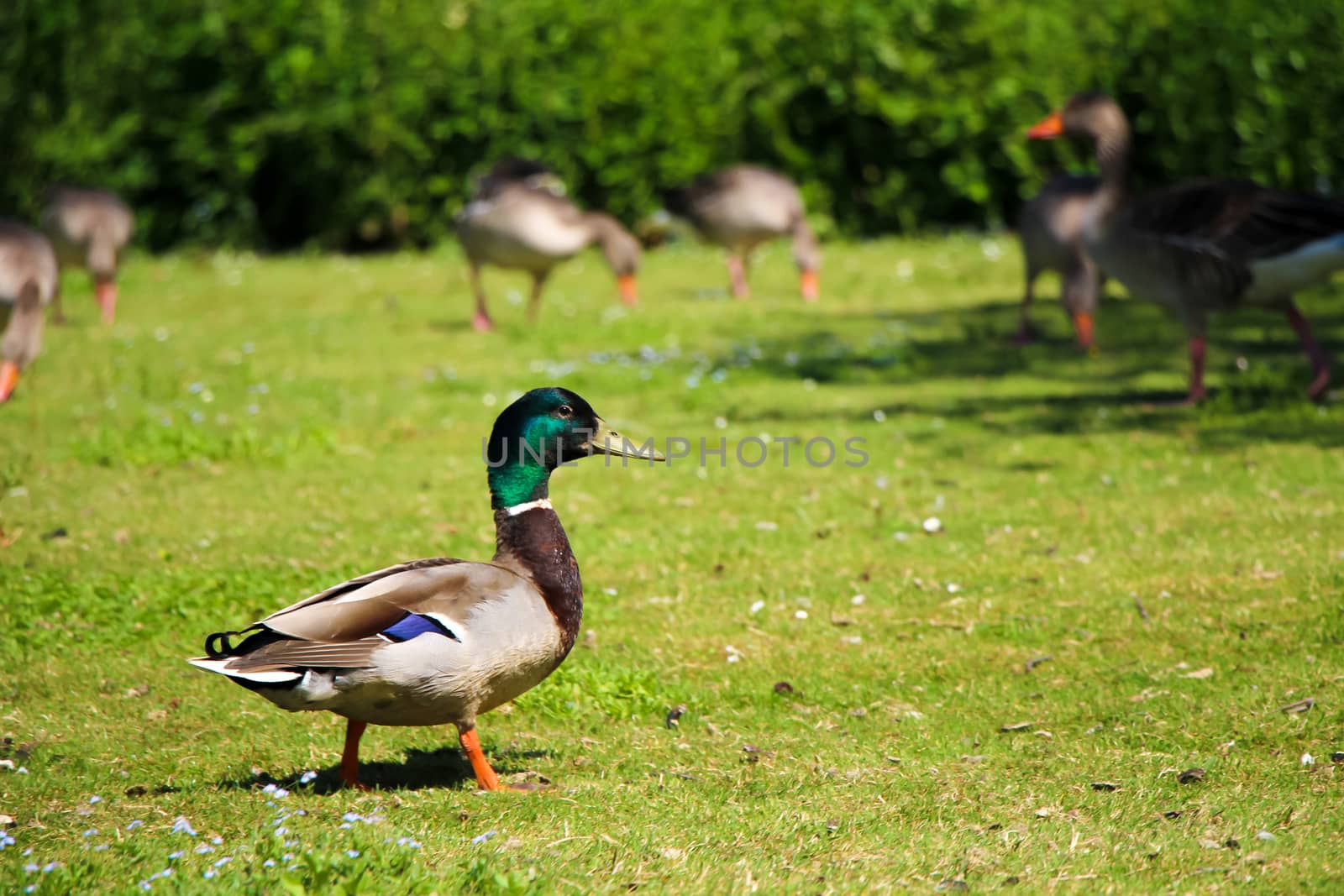 Male duck and geese standing on grass in park surrounded by trees.