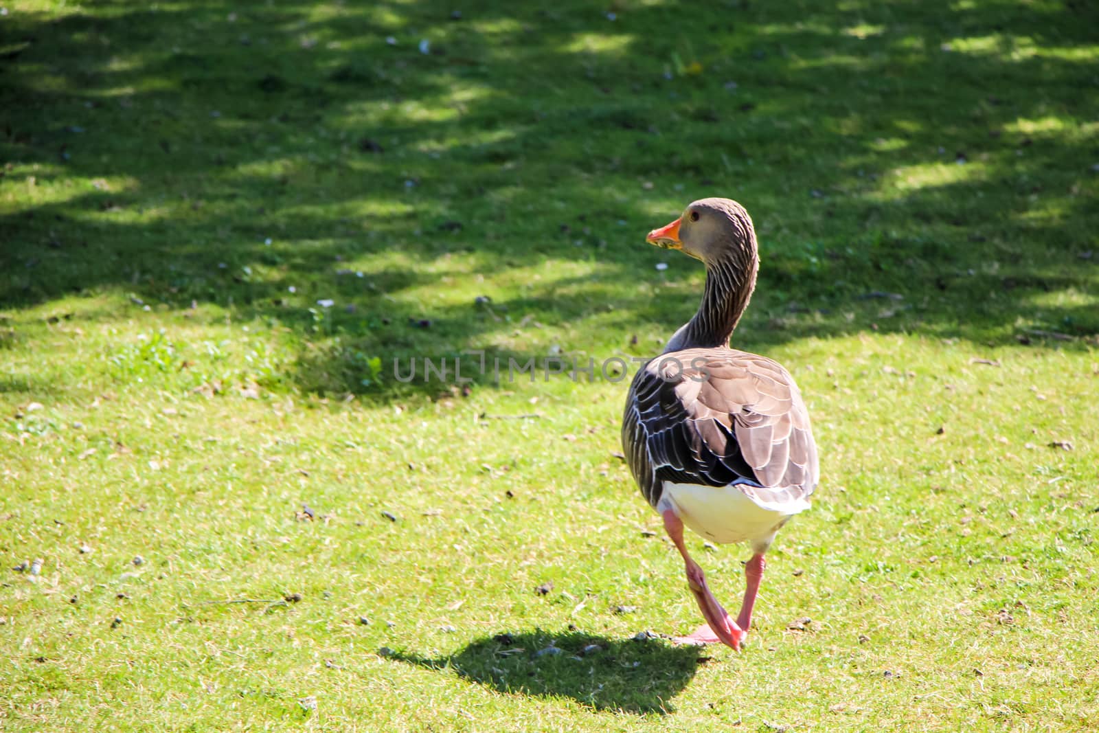 Pretty goose on green grass in park.