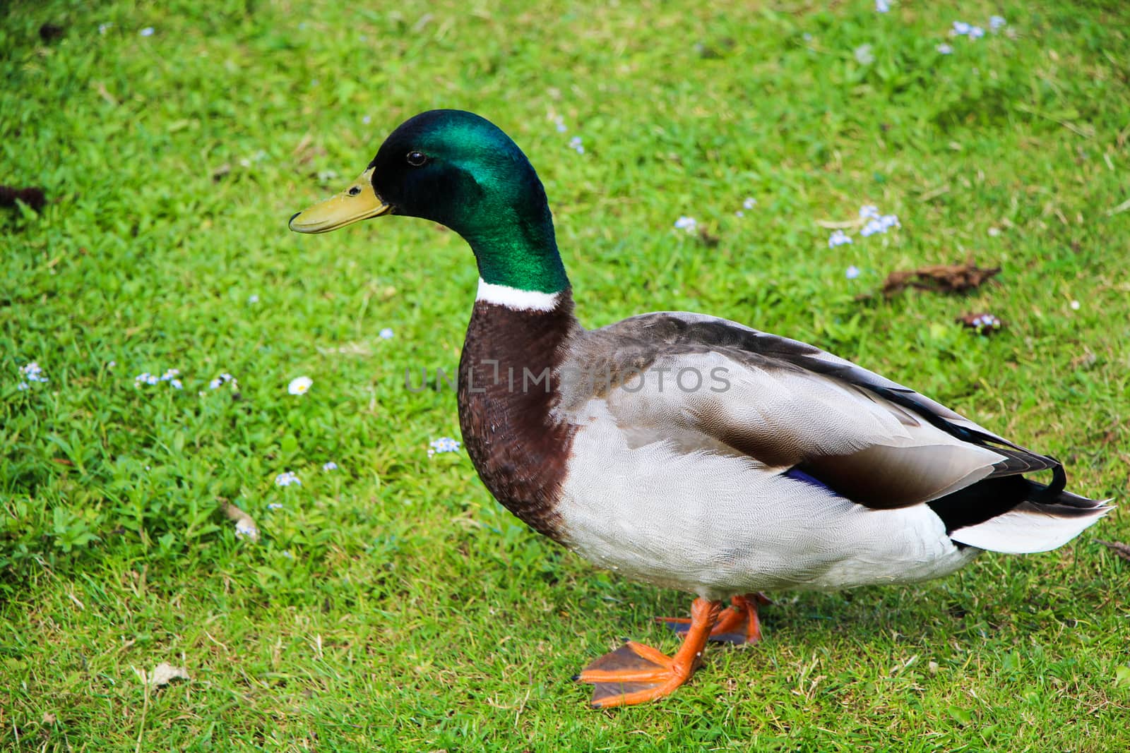 Male duck standing on green grass in park in spring.