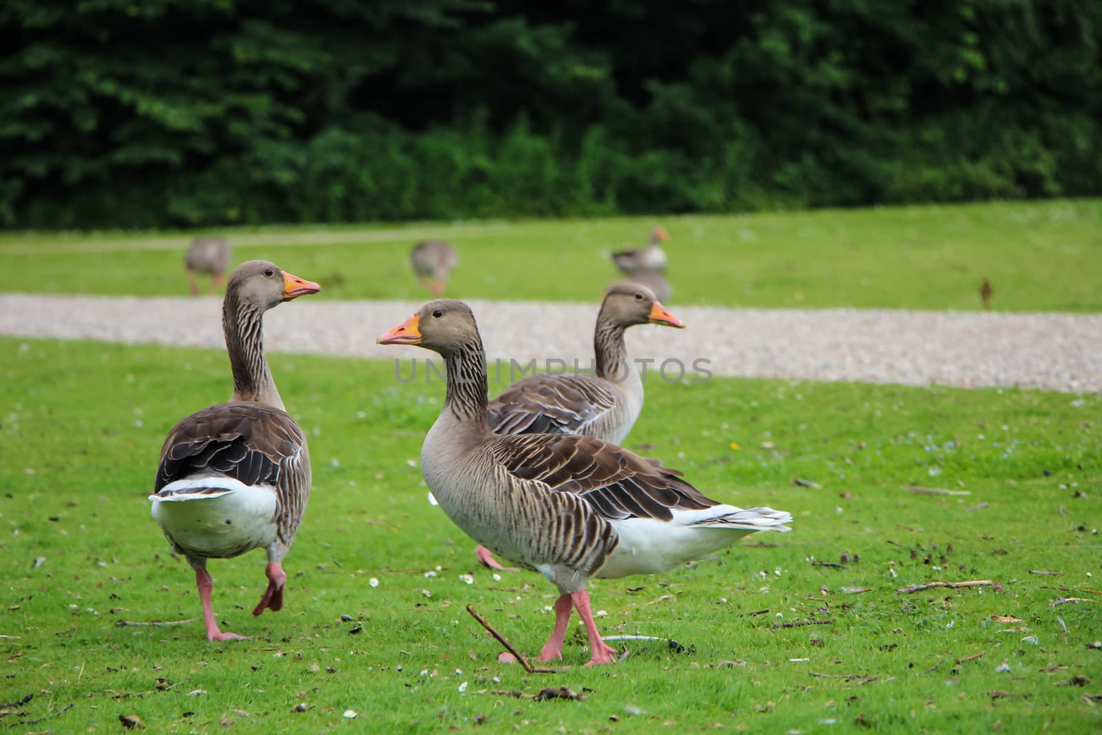 Geese walking in green park in spring.