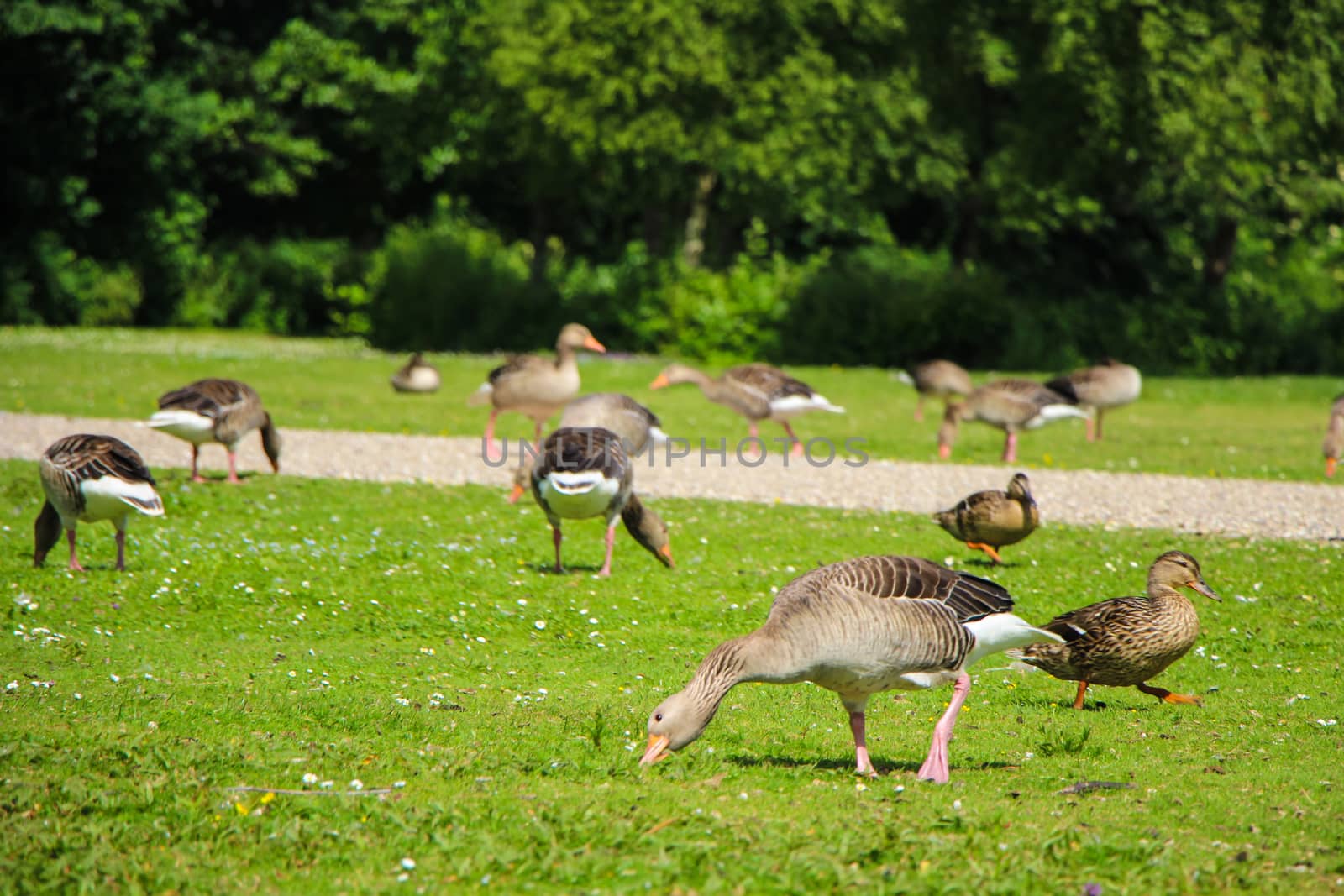 Geese and Ducks in Park by Mads_Hjorth_Jakobsen