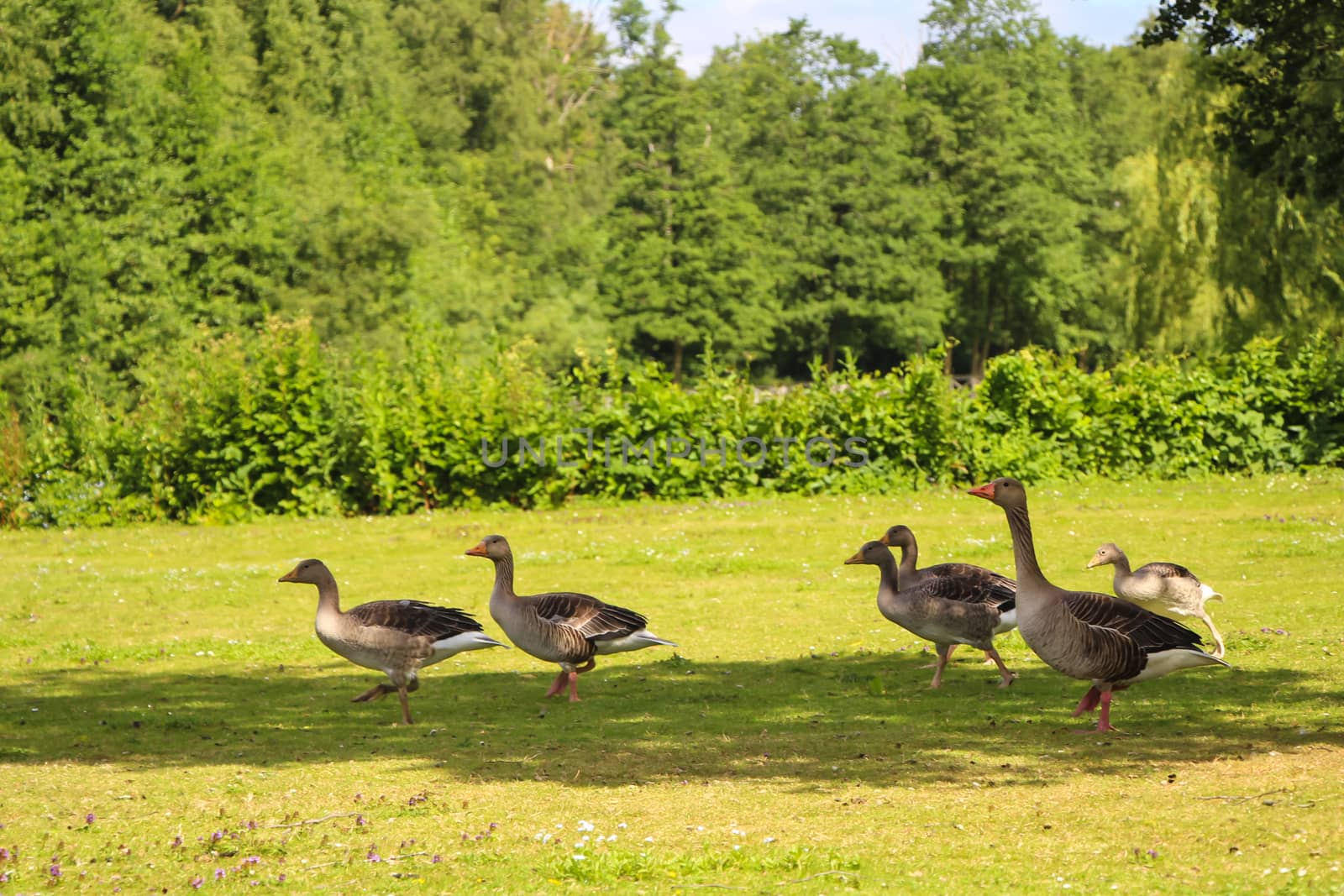A group of geese walking in green park in summer.