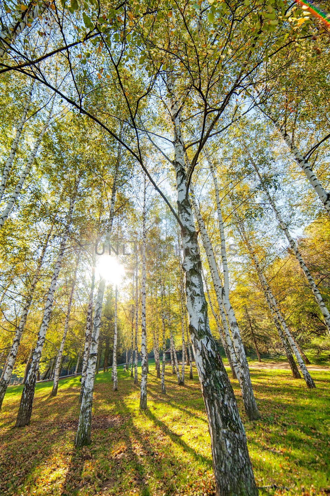 trees in park