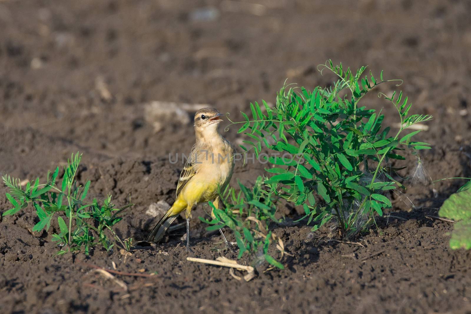 Motacilla flava on grass by AlexBush