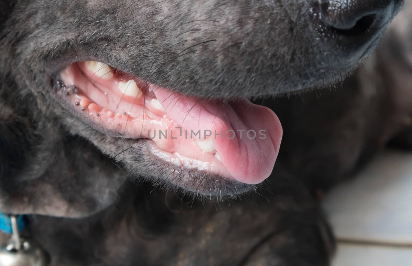 Closeup dog open mouth with hot temperature, selective focus