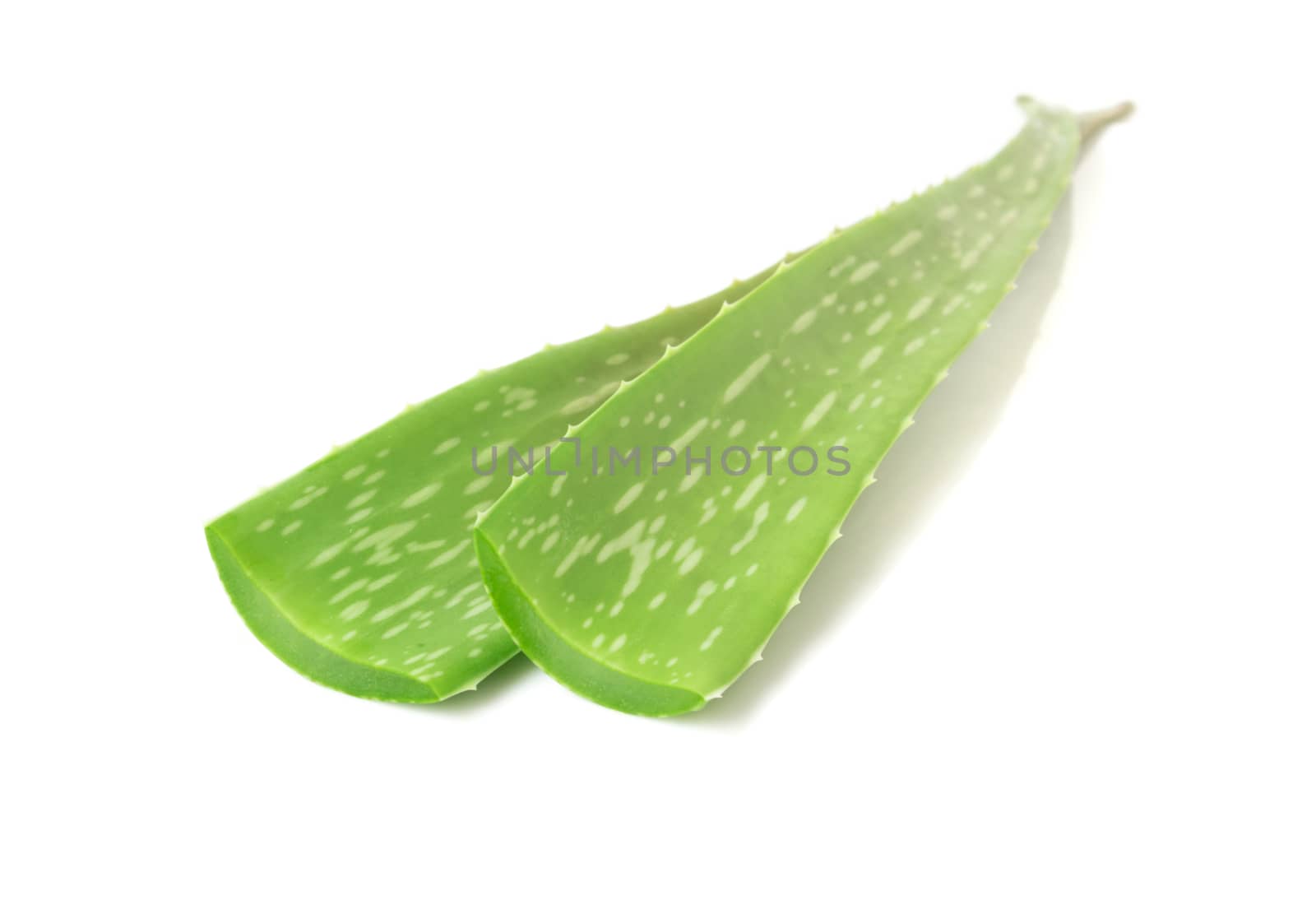 Closeup fresh aloe vera  on white background, selective focus