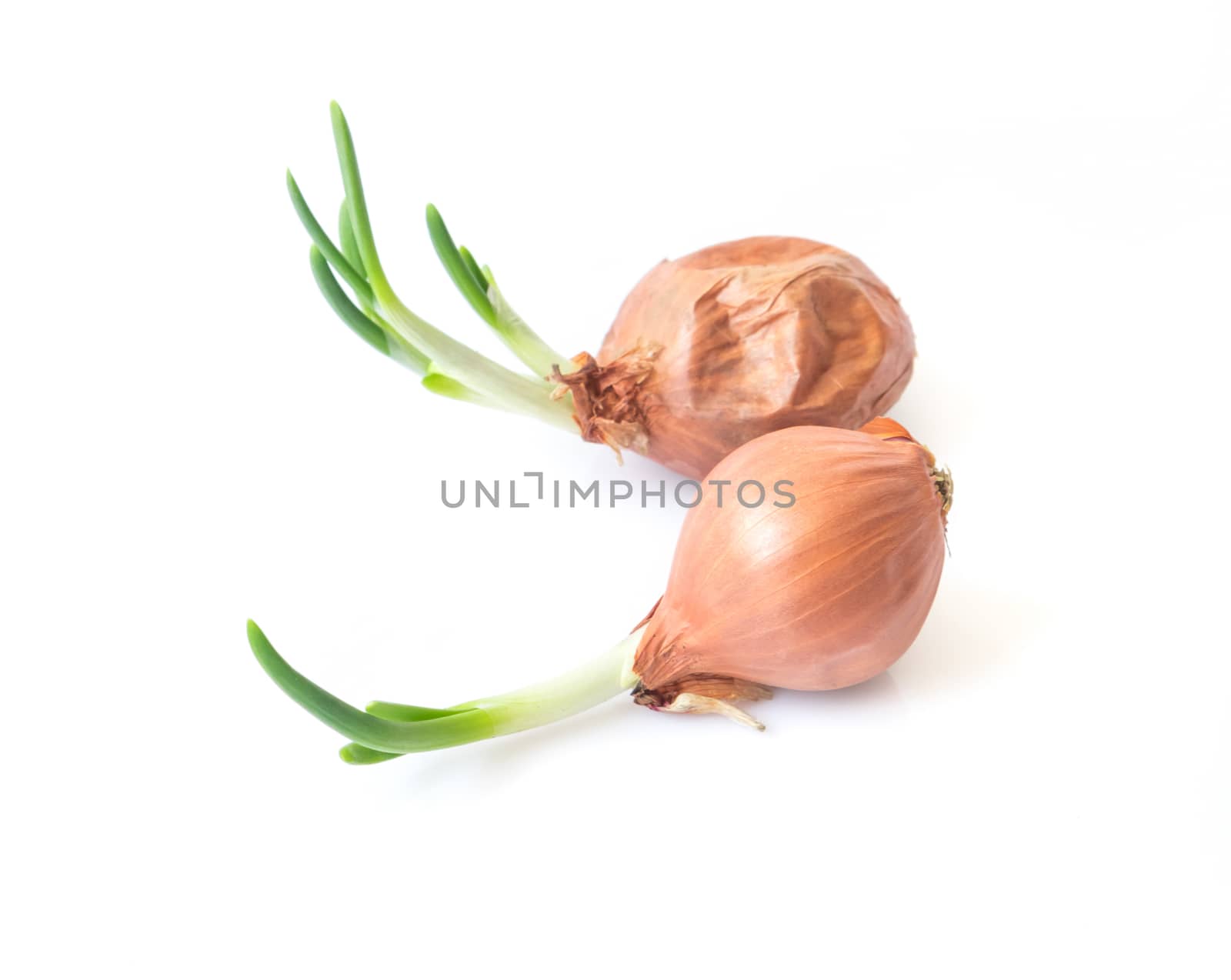 Fresh spring onion on white background