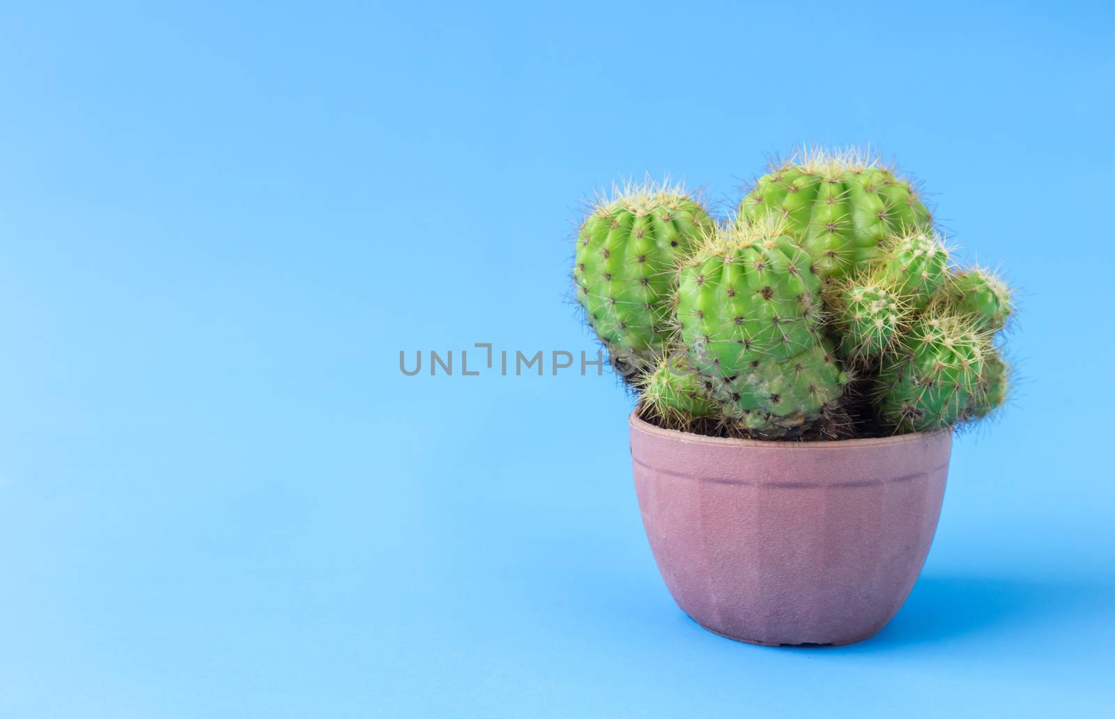 Green cactus on blue background