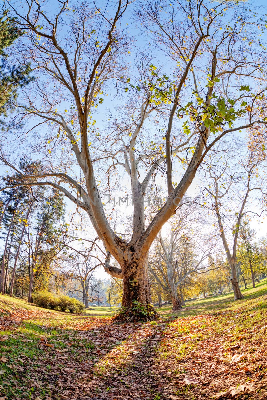 trees with fallen leaves