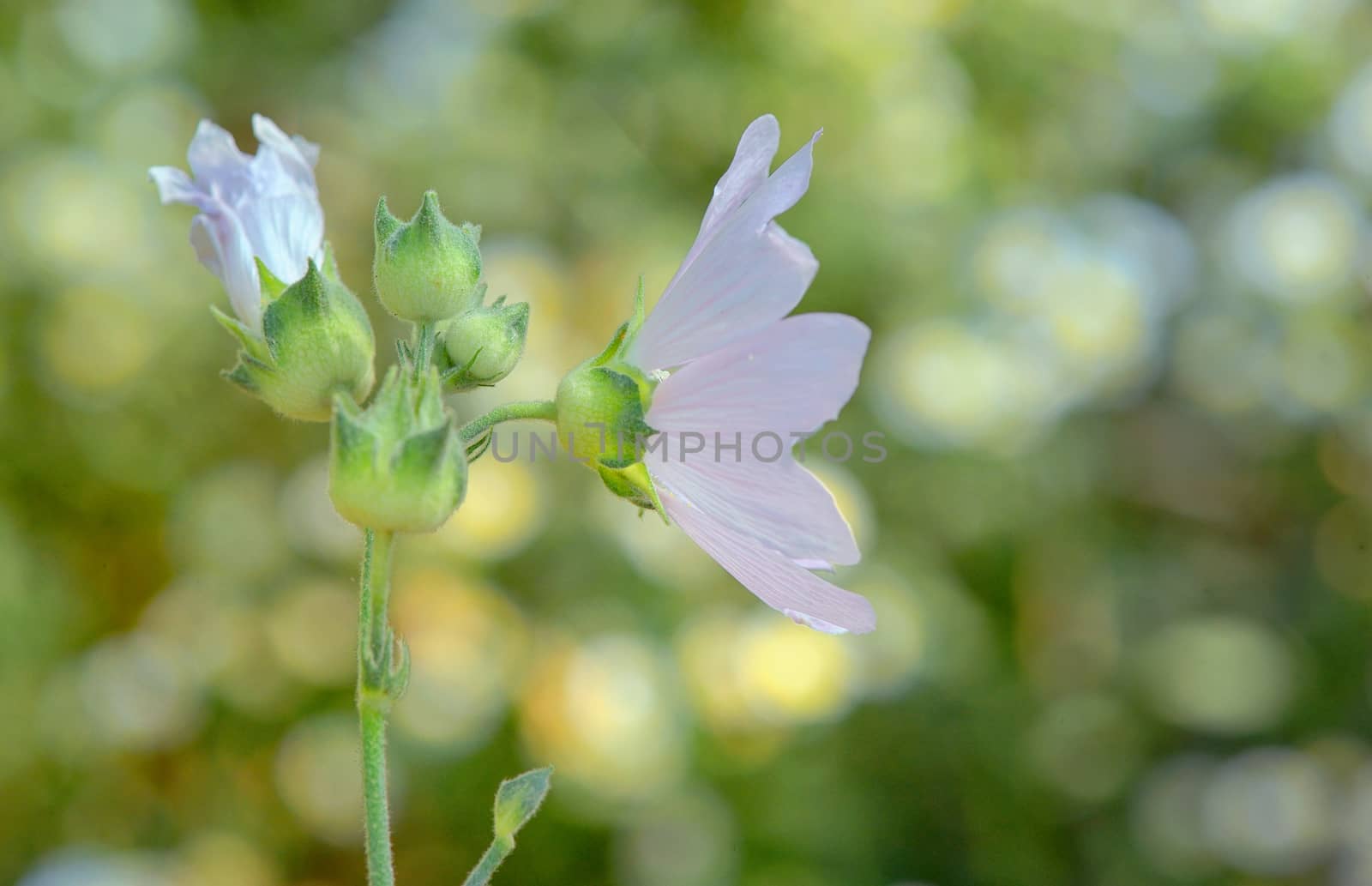 Malva neglecta flower in summer time