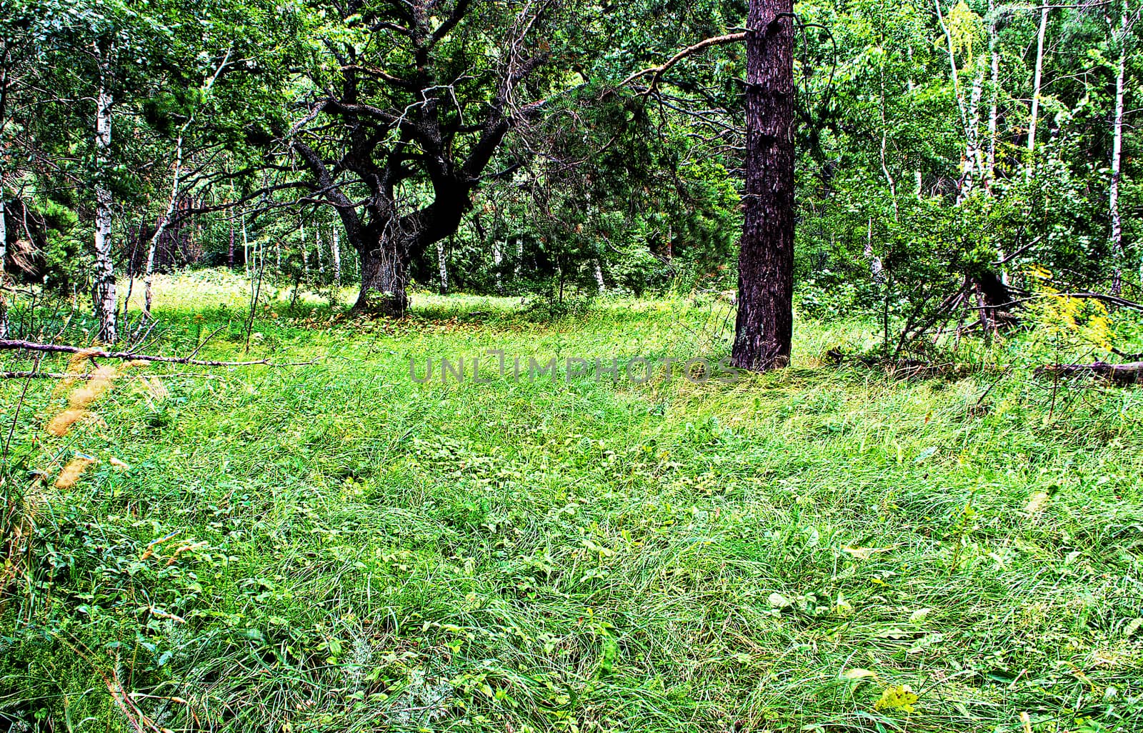 Forest glade of green grass and oak on a summer overcast day.