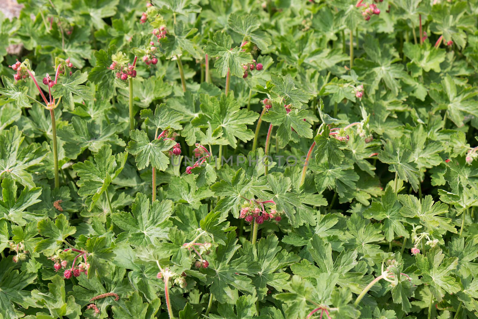 Rock Cranes-Bill, Hardy Geranium, Wild Geranium 'Czakor' , Geranium macrorrhizum, bigroot, shallow DOF