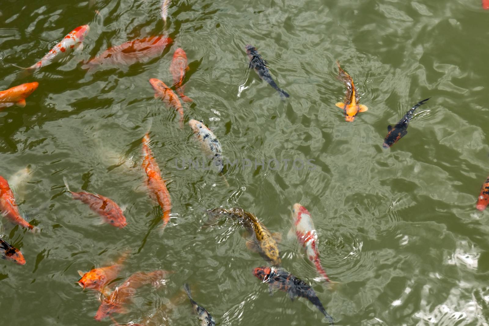 a group of beautiful koi carp fish are swimming in the natural clear pond.