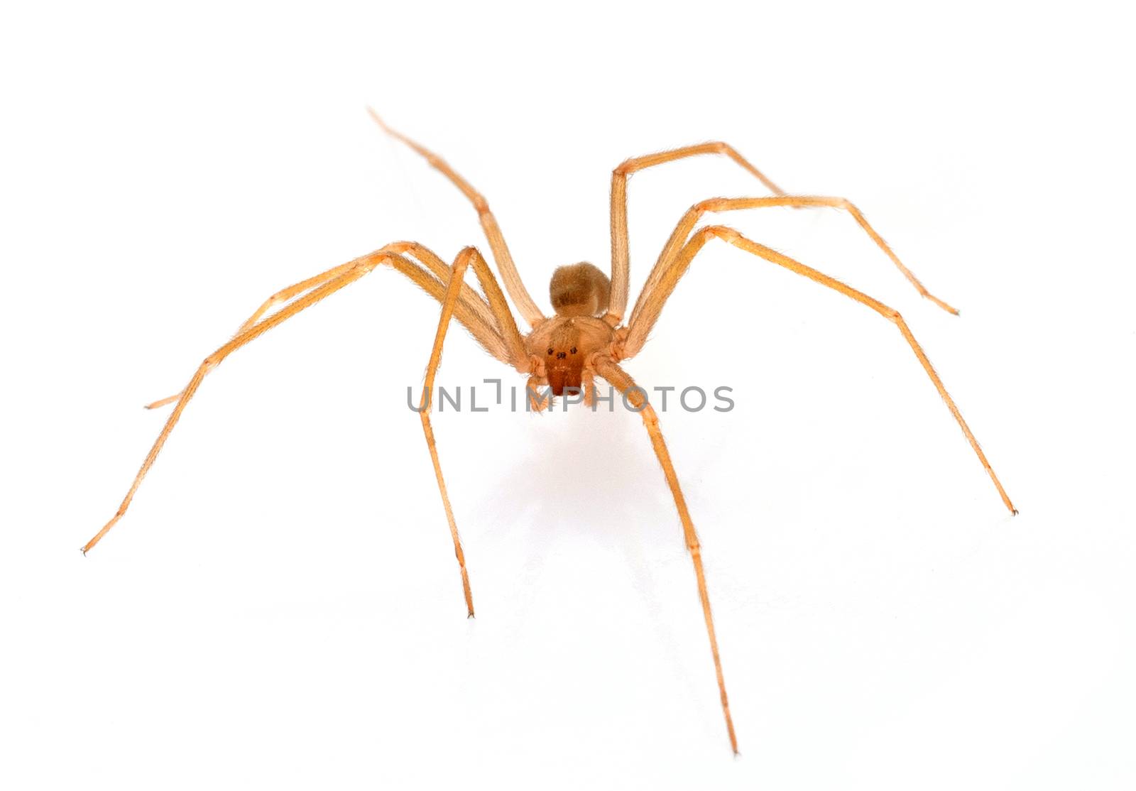 Brown recluse spider by cynoclub