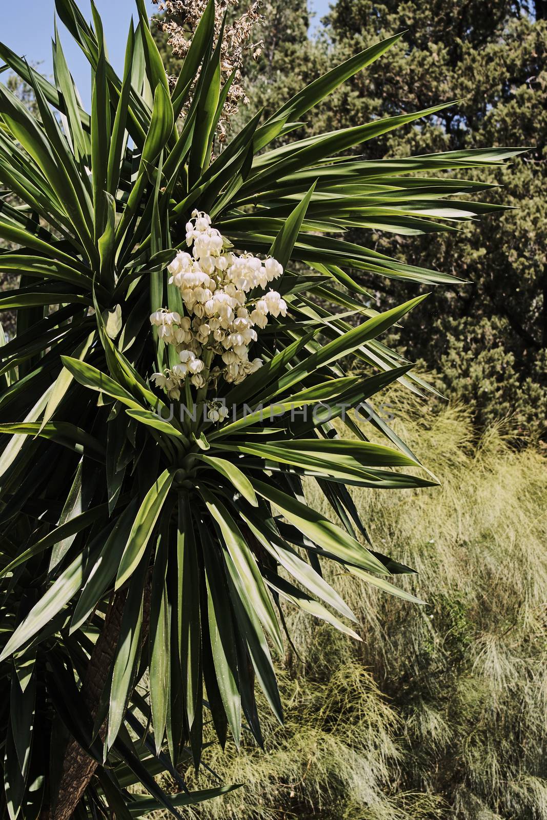 White flowers blooming on a palm tree on the Greek island of Corfu