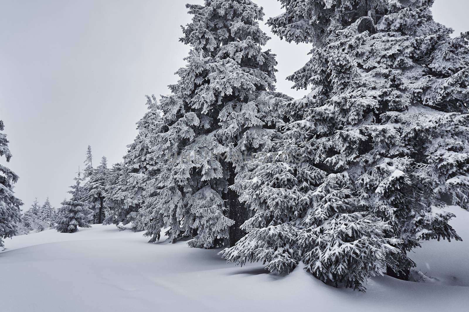 Snow-covered trees in the Jizera Mountains, Poland