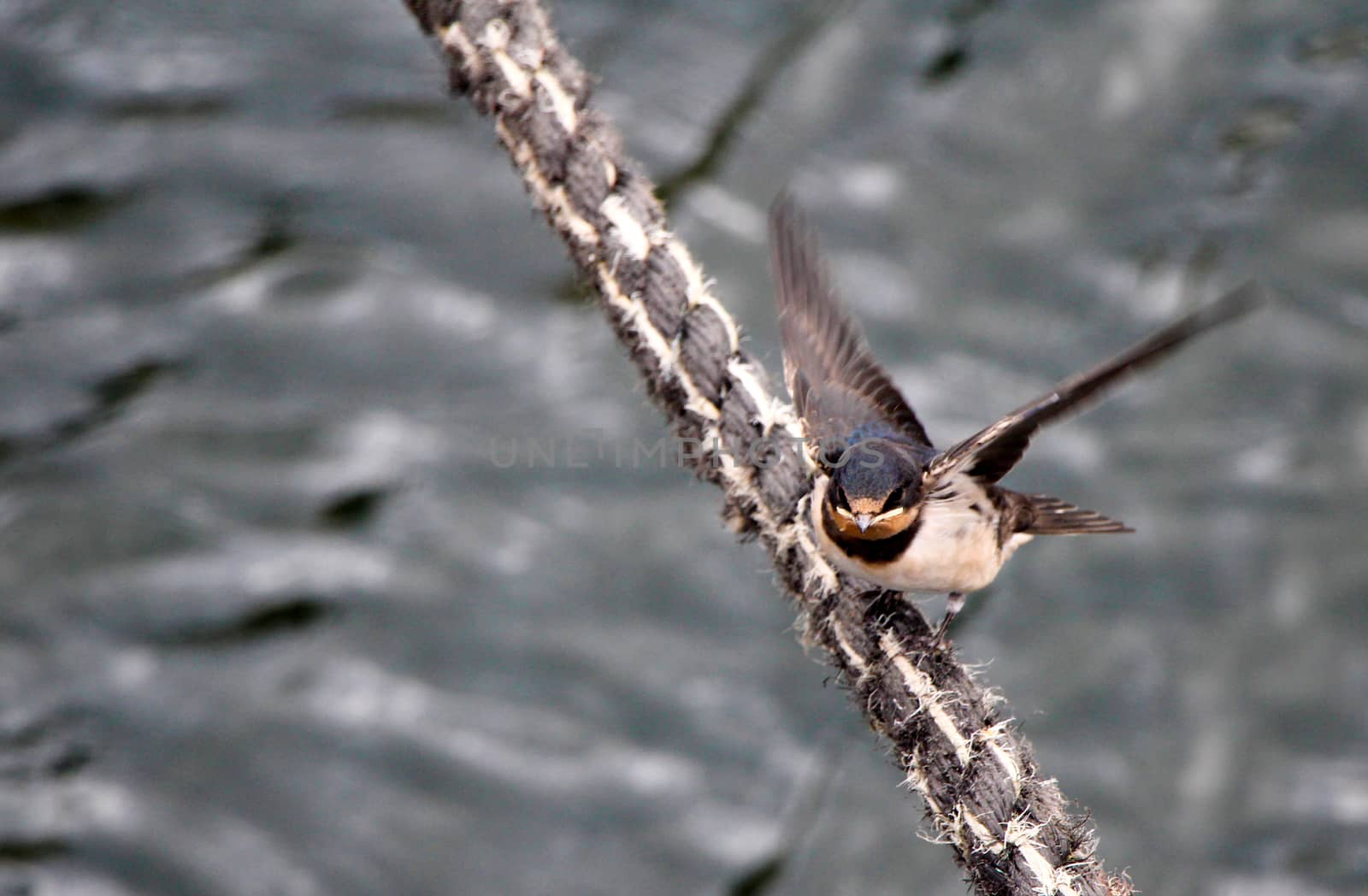A black and white swallow spreading out its wings on a mooring at a cloudy day.