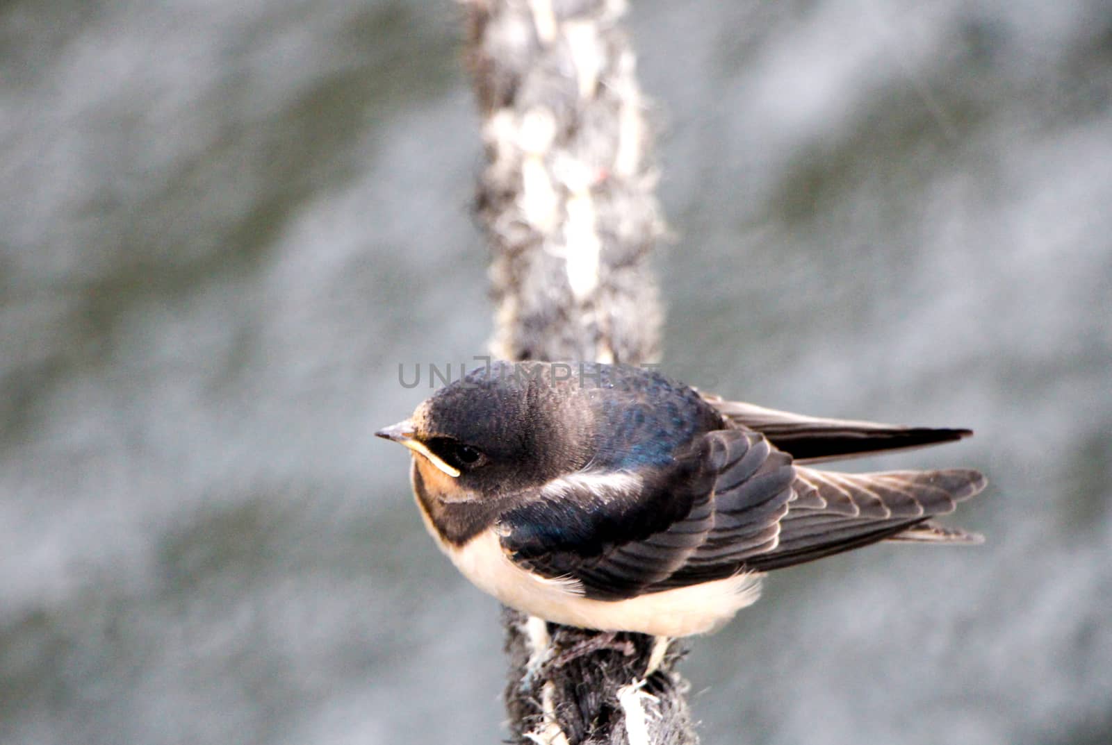 Swallow Sitting on Mooring by Mads_Hjorth_Jakobsen
