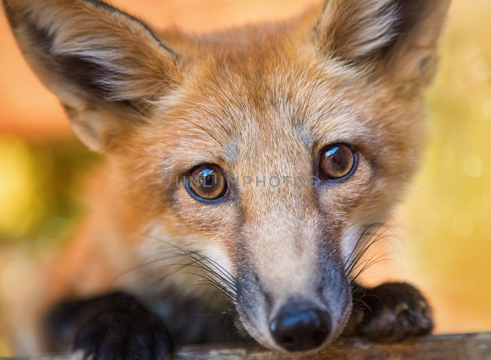 Kit Fox Portrait, Color Image, Oregon, USA