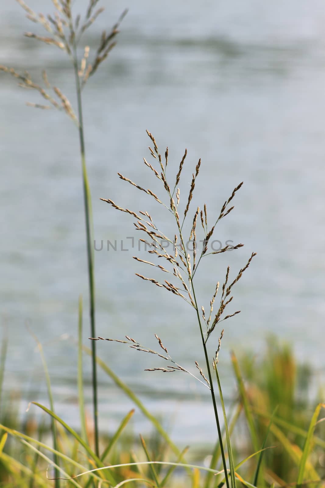 Grass on the background of the lake by Kasia_Lawrynowicz