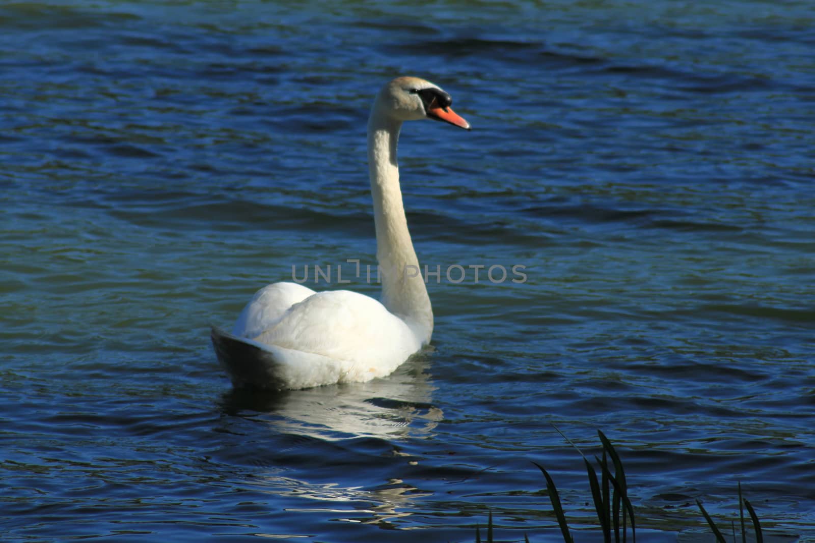 Swan from behind on lake background. by Kasia_Lawrynowicz