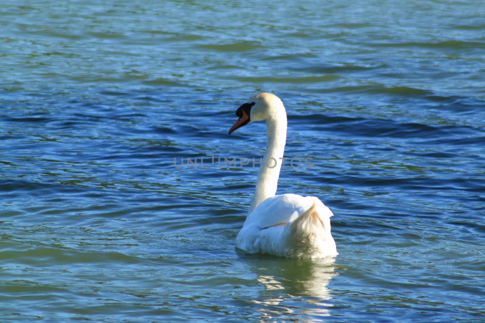 Swan from behind on lake background. by Kasia_Lawrynowicz