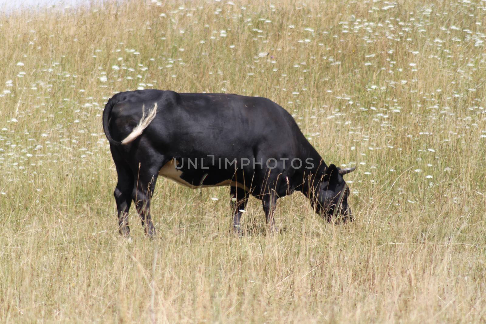 Black bull on a dry meadow. by Kasia_Lawrynowicz