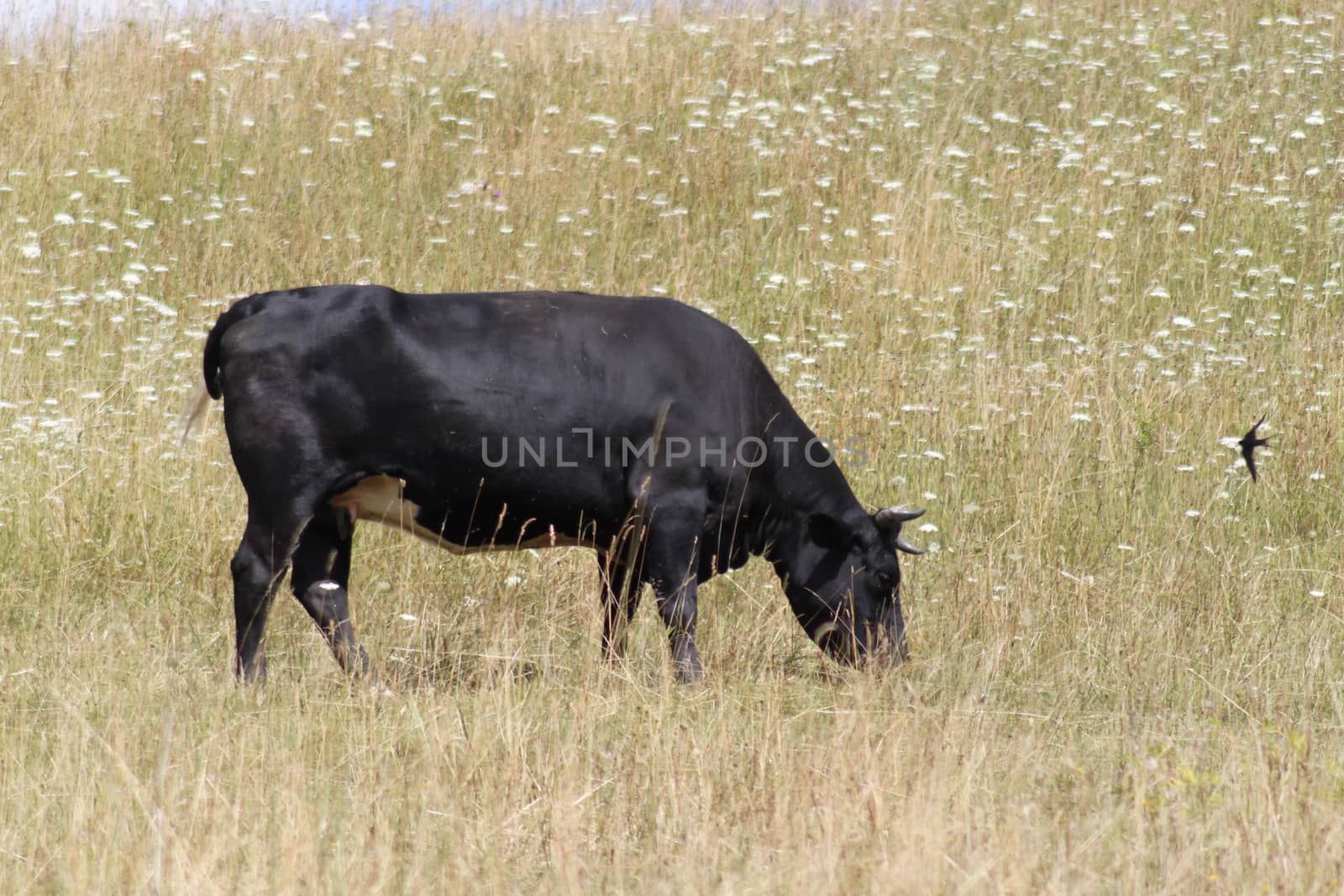 Black bull on a dry meadow. by Kasia_Lawrynowicz