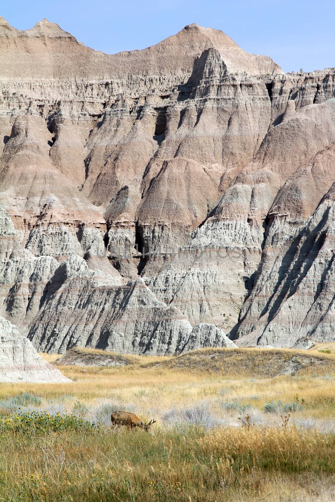 A Male Deer Grazing in Badlands National Park