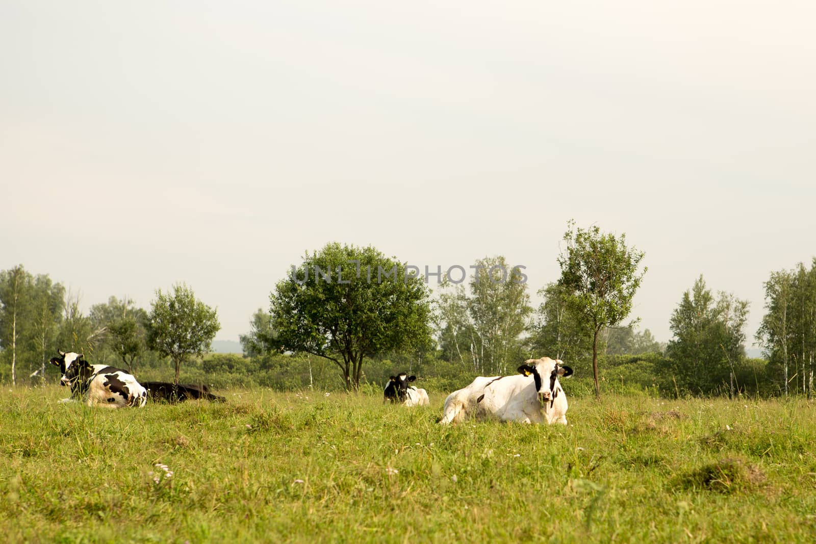 cows eating grass on a green meadow and a Sunny day