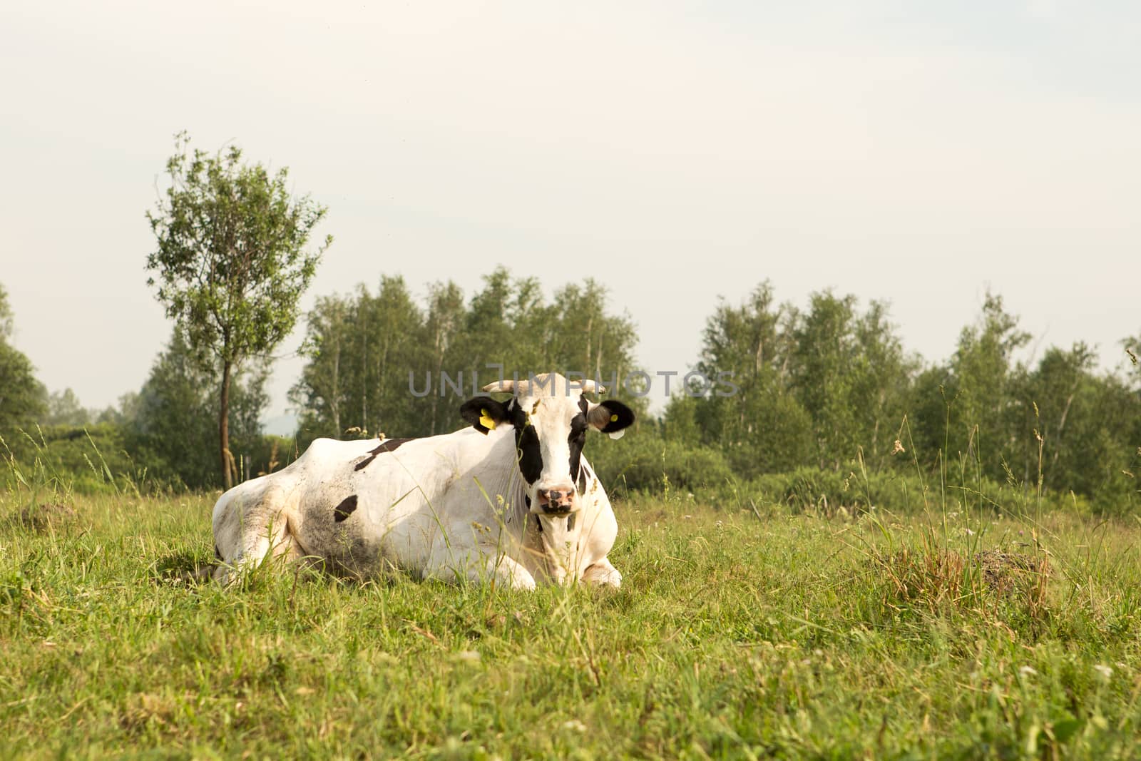 cows eating grass on a green meadow and a Sunny day