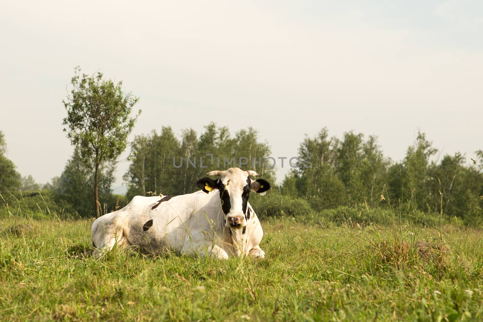 cows eating grass on a green meadow and a Sunny day