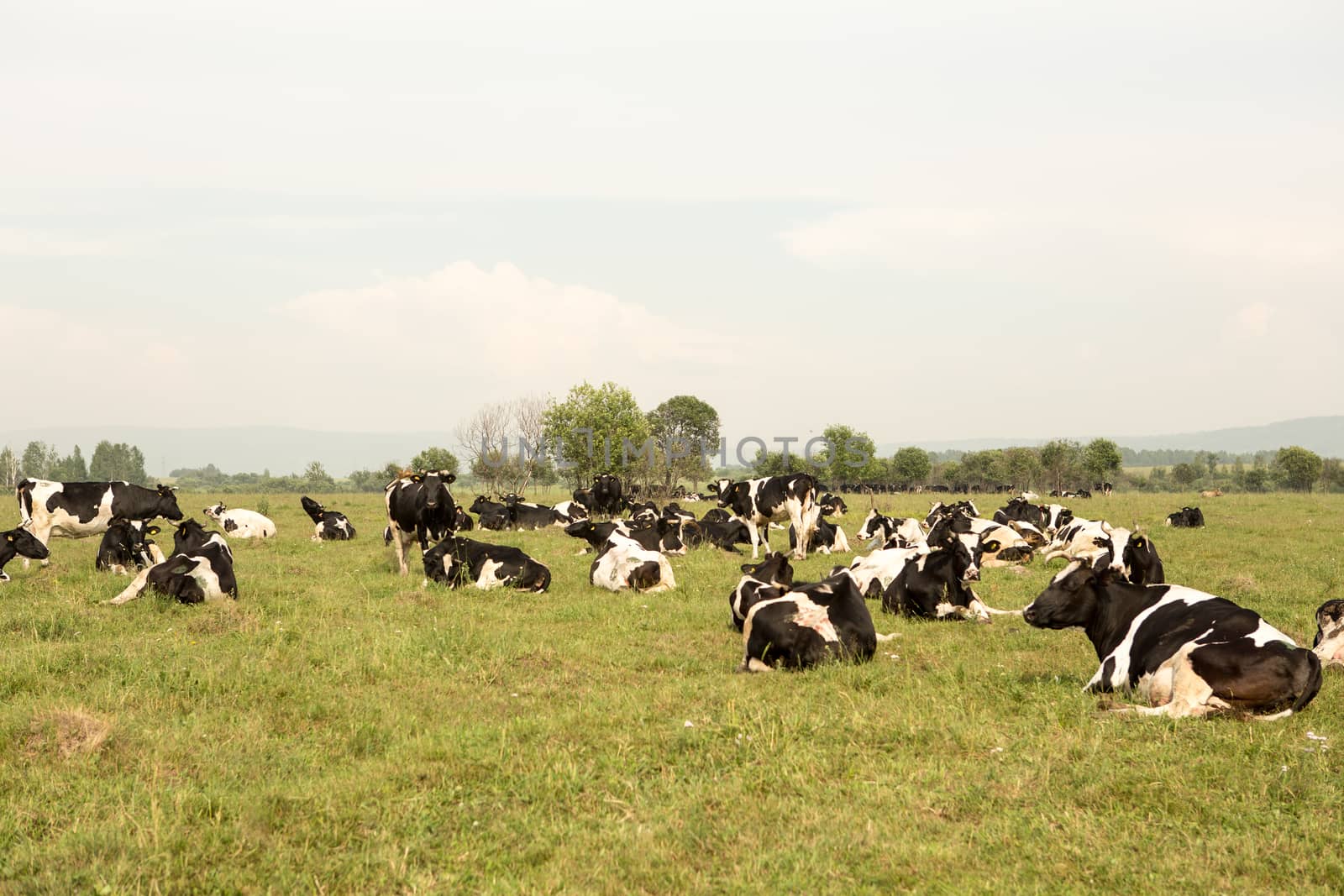 cows eating grass on a green meadow and a Sunny day