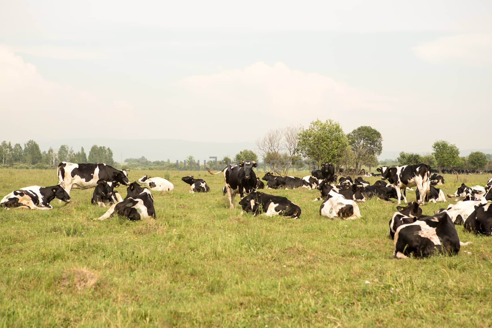 cows eating grass on a green meadow and a Sunny day